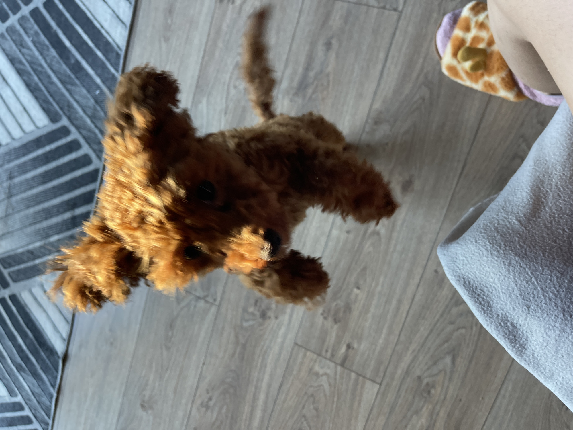 A blurry photograph shows a brown poodle dog on a wooden floor. In the upper right corner, a person's leg is visible, wearing a slipper with a giraffe pattern. A folded, light grey blanket rests near the leg. A grey, patterned rug is visible to the left of the dog. The location is presumed to be indoors. The city and country, Sofia, Bulgaria, were requested by the user.