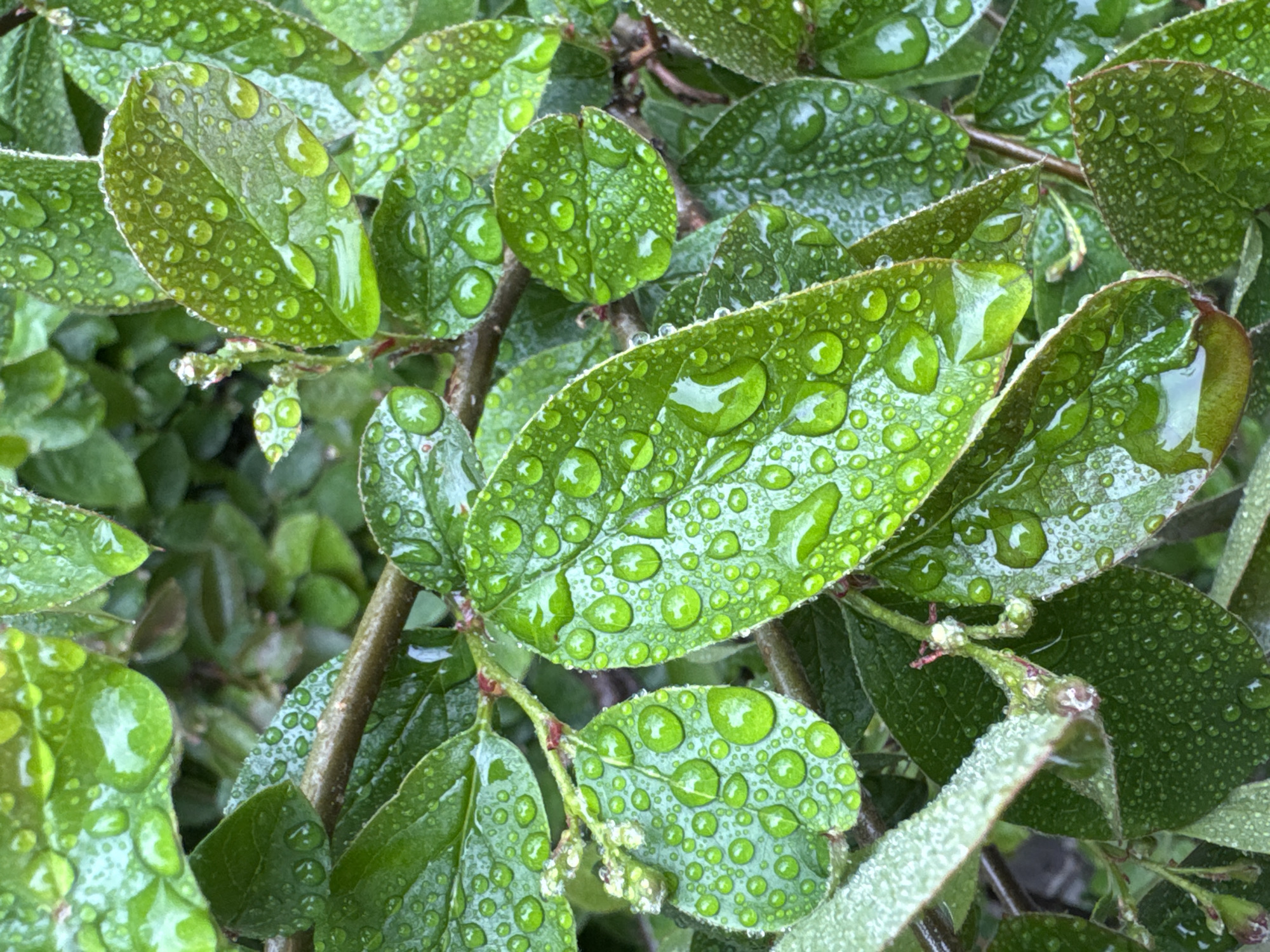 The image is a close-up shot of a leafy plant with water droplets covering the leaves. The leaves are a vibrant green color, and the water droplets create a glistening effect. The plant appears to be outdoors, and the background is slightly blurred, suggesting a shallow depth of field. The overall scene is fresh and natural. There is no information in the image to indicate that the location is the city of Saint Petersburg, Russia. There are no people in the image, and no obvious actions or interactions taking place. The focus is on the plant and the details of its leaves covered in water droplets.
