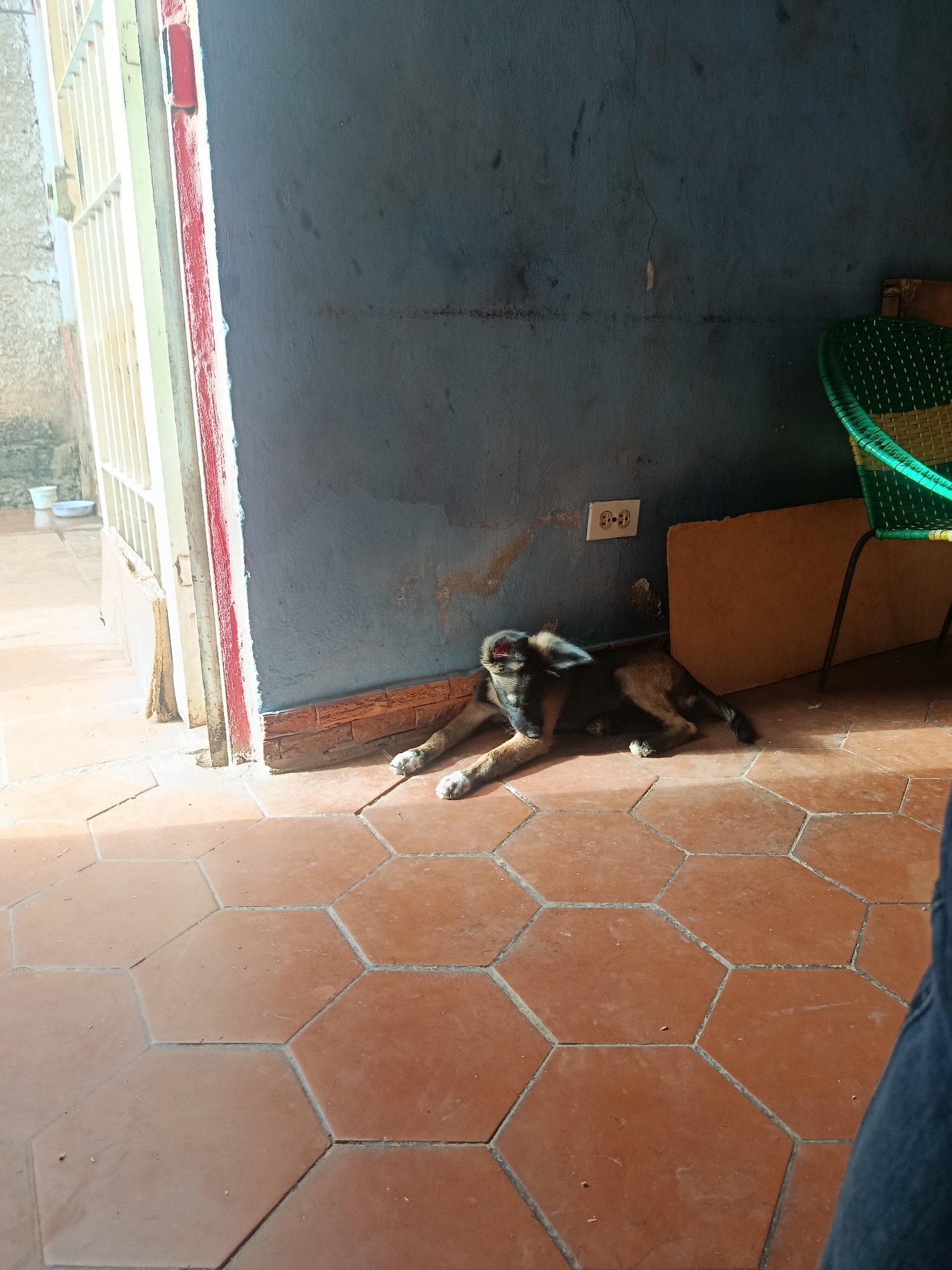 In Juan Griego, Venezuela, a domestic dog, appearing to be a medium-sized mixed breed with brown and black markings, is resting on a hexagonally tiled floor. The dog is lying on its side, facing left, with its mouth open, seemingly panting or yawning. Sunlight streams in from an open doorway on the left, casting strong shadows across the floor and illuminating the scene. The background features a dark blue wall with visible cracks and patches of discoloration, suggesting an aged interior. A white electrical outlet is mounted on the wall. To the right of the dog, a green woven chair with a metal frame is partially visible, along with a light brown rectangular object leaning against the wall. The environment appears to be a sheltered outdoor area or an open room within a building, given the tiled floor and the presence of interior elements like the wall and electrical outlet adjacent to an exterior access point. The overall impression is one of a quiet, sunlit moment with a relaxed animal in a somewhat weathered setting.