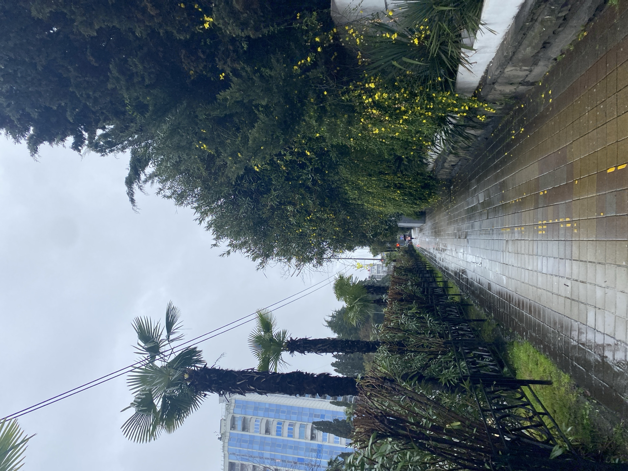 The image shows a wet, tiled sidewalk in Sochi, Russia, likely after a rain. A row of trees and foliage lines the sidewalk on the right, with yellow flowers visible. A low, black metal fence separates the sidewalk from a lower area of vegetation. On the left, palm trees are visible, along with a tall, blue and white building in the background. Overhead power lines are also present. The sky is overcast and gray. The perspective is from a standing position along the sidewalk. The scene depicts an urban environment with a mix of natural and built elements.