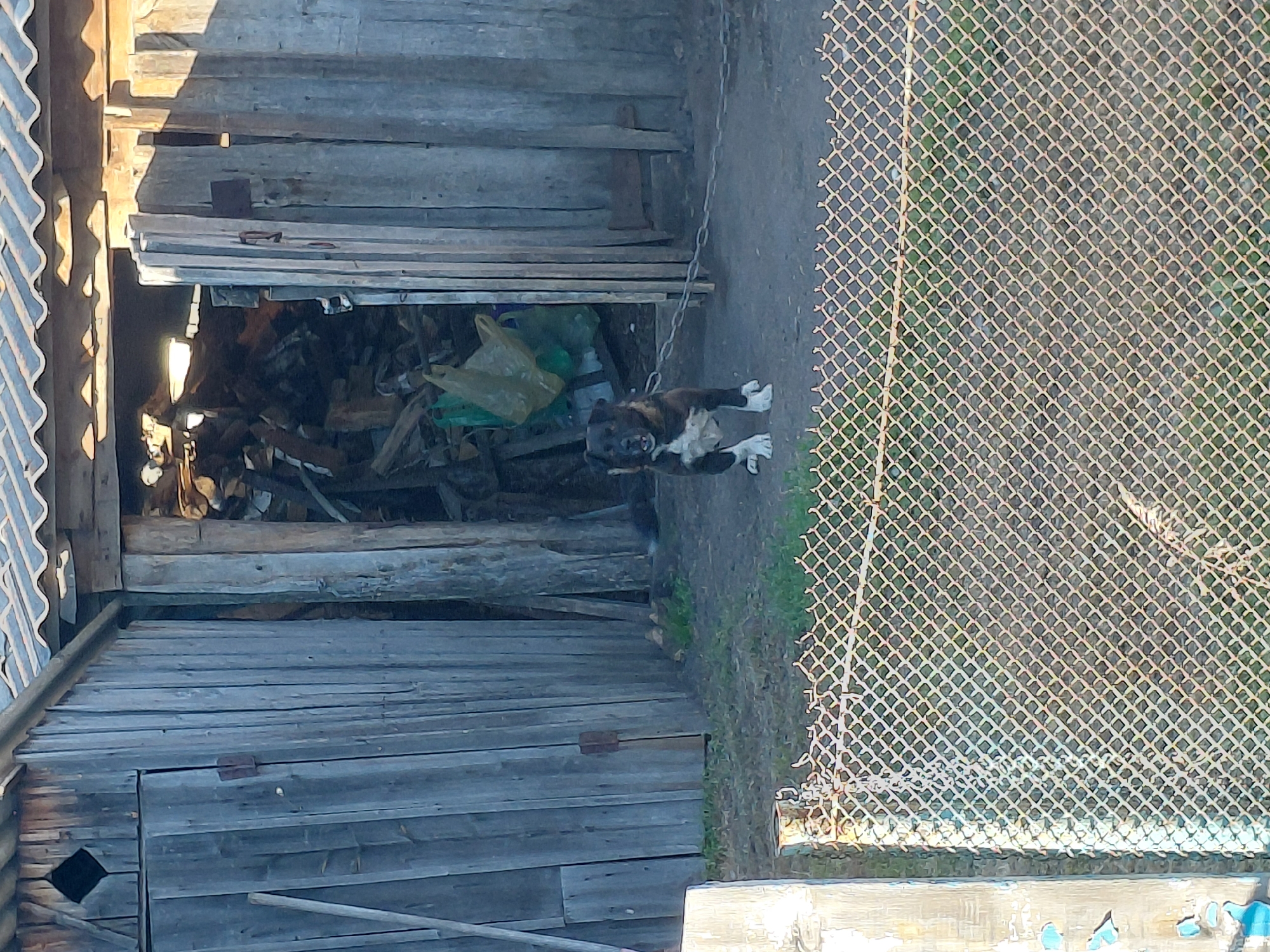 A medium-sized, dark-colored dog with white markings on its chest and paws stands on a dirt ground in front of a dilapidated wooden structure. The structure appears to be a shed or barn, with wooden planks forming its walls and a corrugated roof. The doorway of the structure is open, revealing a pile of firewood and some plastic bags inside. The dog is tethered by a metal chain. A chain-link fence with a wire top is in the foreground, partially obscuring the scene. The environment appears rural, with dry grass and patchy vegetation around the structure. The lighting suggests it is daytime, with sunlight casting shadows. The image is taken in NovoSelovo, Russia.