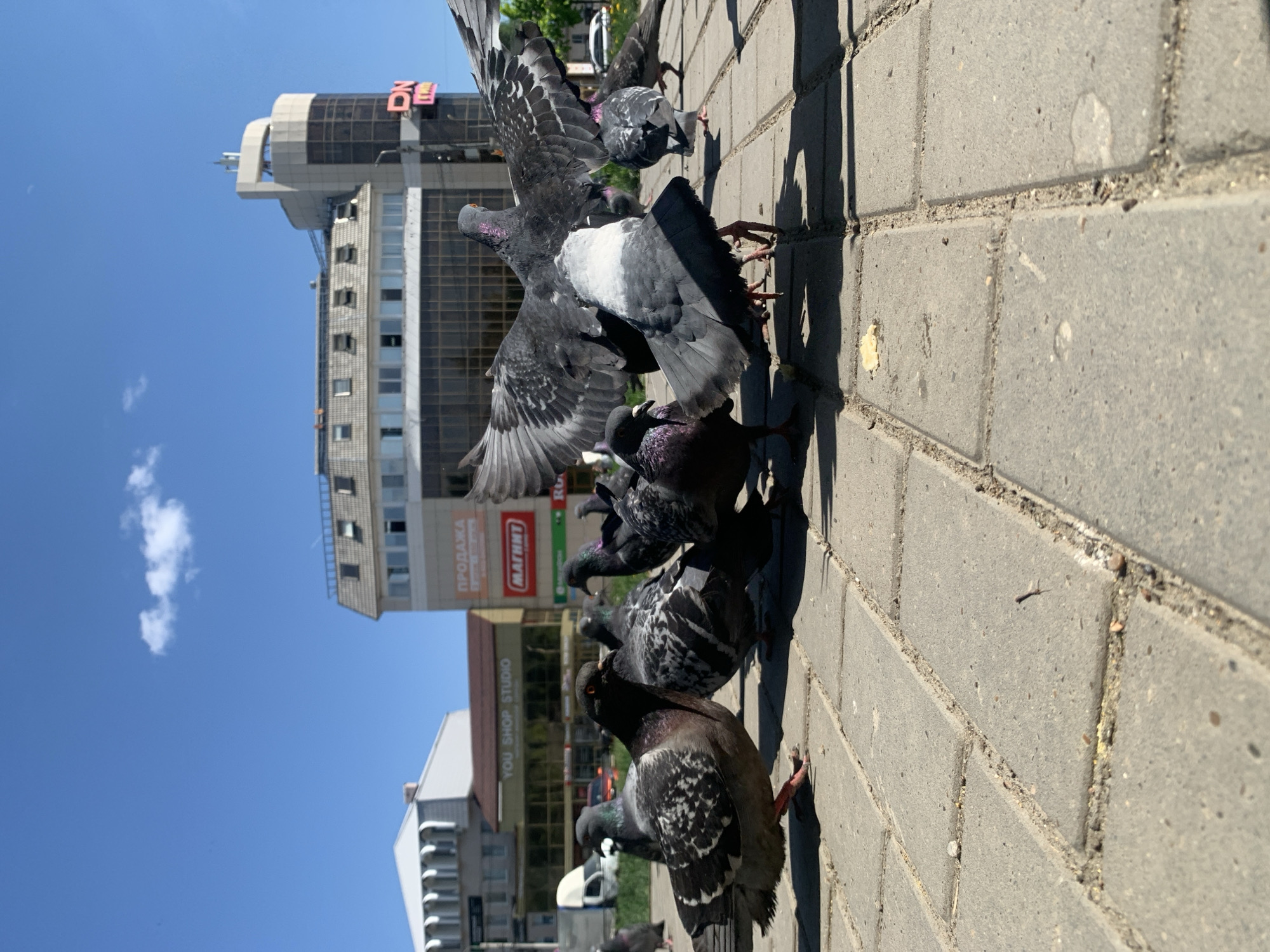 A flock of pigeons occupies a sidewalk in the city of Chaikovsky, Russia, as evidenced by signage in Russian on nearby buildings. The scene, taken on a sunny day with a clear blue sky, focuses on the pigeons, some of which are mid-flight while others are stationary. The sidewalk is composed of rectangular gray pavers. Several buildings are visible in the background, one with a sign reading "ПРОДАЖА" (SALE) and "МАГНИТ" (MAGNIT, a Russian supermarket chain). Another building features the text "YOU SHOP STUDIO."
