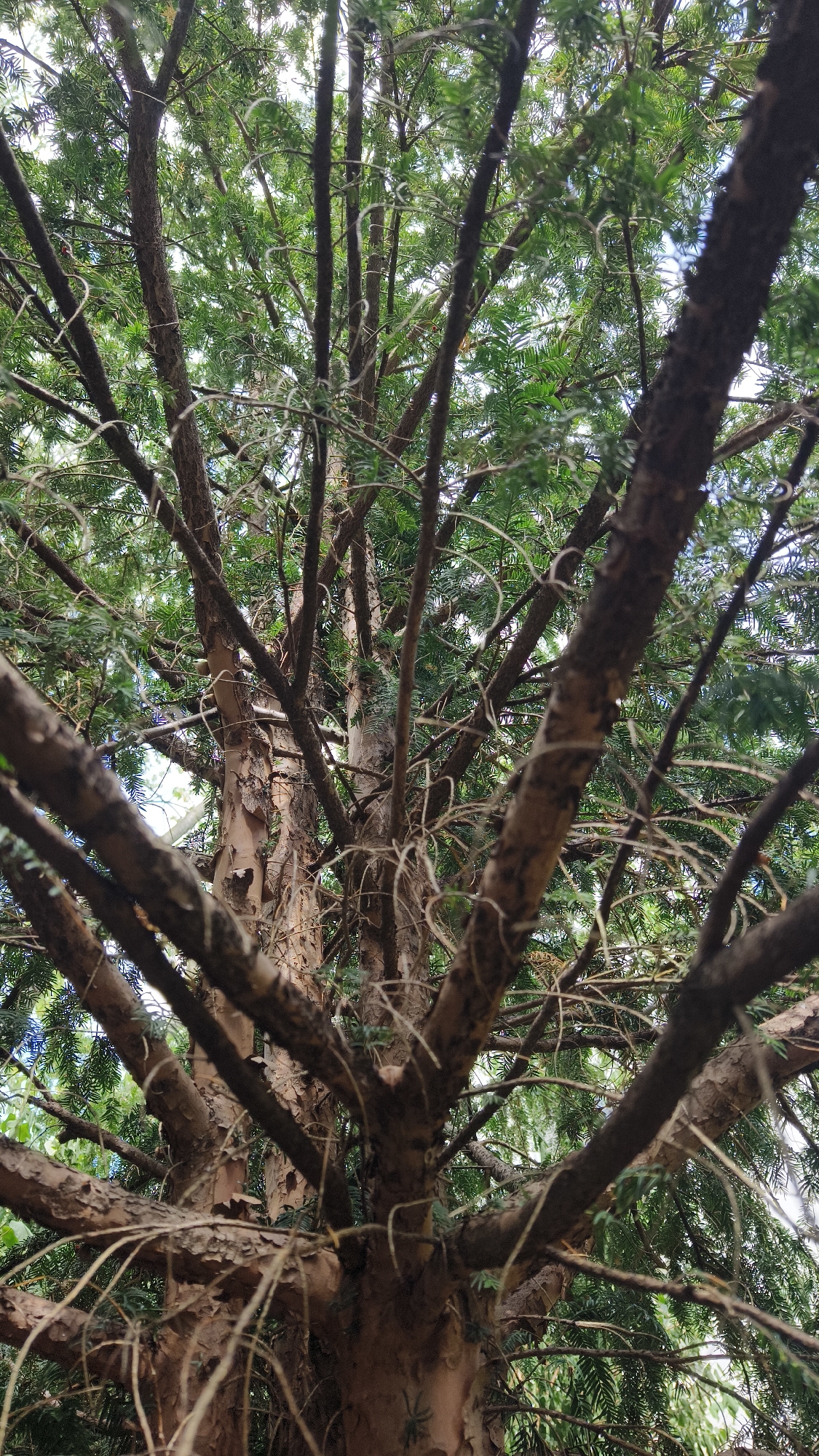 This is a close-up, low-angle shot looking up through the branches of a conifer tree. The bark is rough and reddish-brown, with some peeling sections revealing lighter wood underneath. Numerous branches, some thick and others thin, spread out in a complex, interwoven pattern, creating a dense canopy. The needles of the tree are a deep green and fill the spaces between the branches. The sky is visible in small patches between the leaves and branches, appearing bright and overcast. The image is focused on the intricate structure of the tree, emphasizing its rough texture and the density of its foliage.