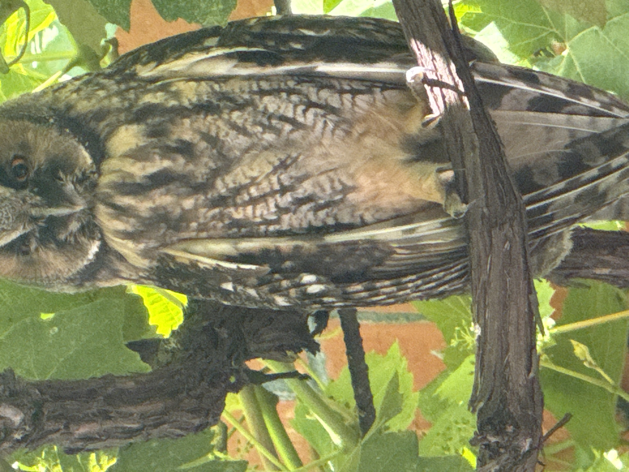A long-eared owl is perched on a branch with green leaves and a blurred orange background. The owl is facing left with its eyes partially closed. Its feathers are mottled brown and black with some lighter yellow-brown areas on its chest. The owl's talons are visible gripping the branch.