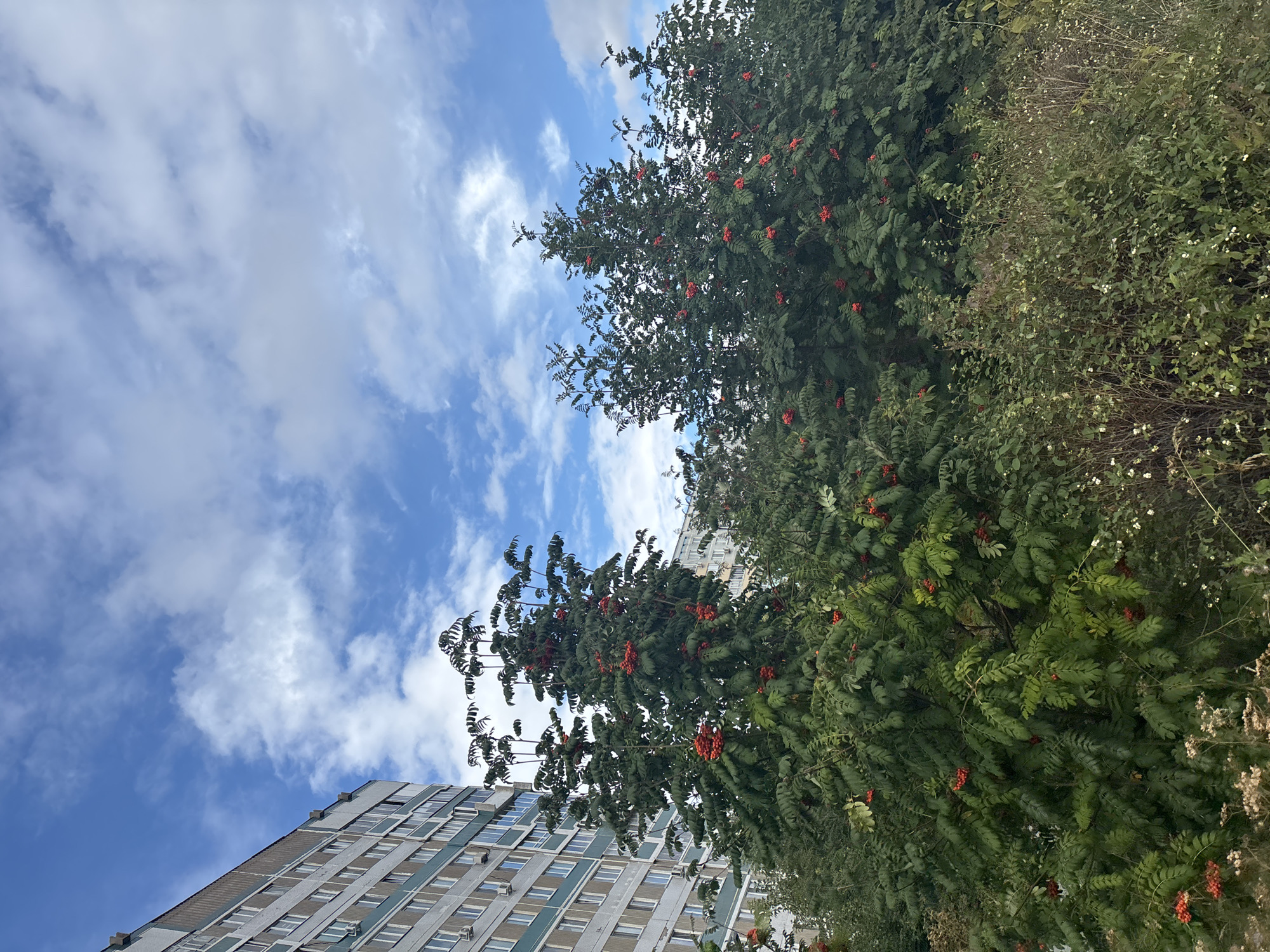 The image captures a view from street level in Naberezhnye Chelny, Russia, on a day with a bright blue sky dotted with fluffy white clouds. In the left background, a tall, multi-story residential building stands, its facade characterized by a grid of windows and light-colored siding. In the mid-ground and foreground, several dense, leafy trees are laden with clusters of bright red berries. The trees are lush and green, with many branches extending upwards and outwards. Below the trees, a thick growth of various smaller plants and grasses fills the lower portion of the frame. The scene appears to be an outdoor urban setting, possibly a courtyard or park area adjacent to the residential building. There are no people or animals visible in the image.