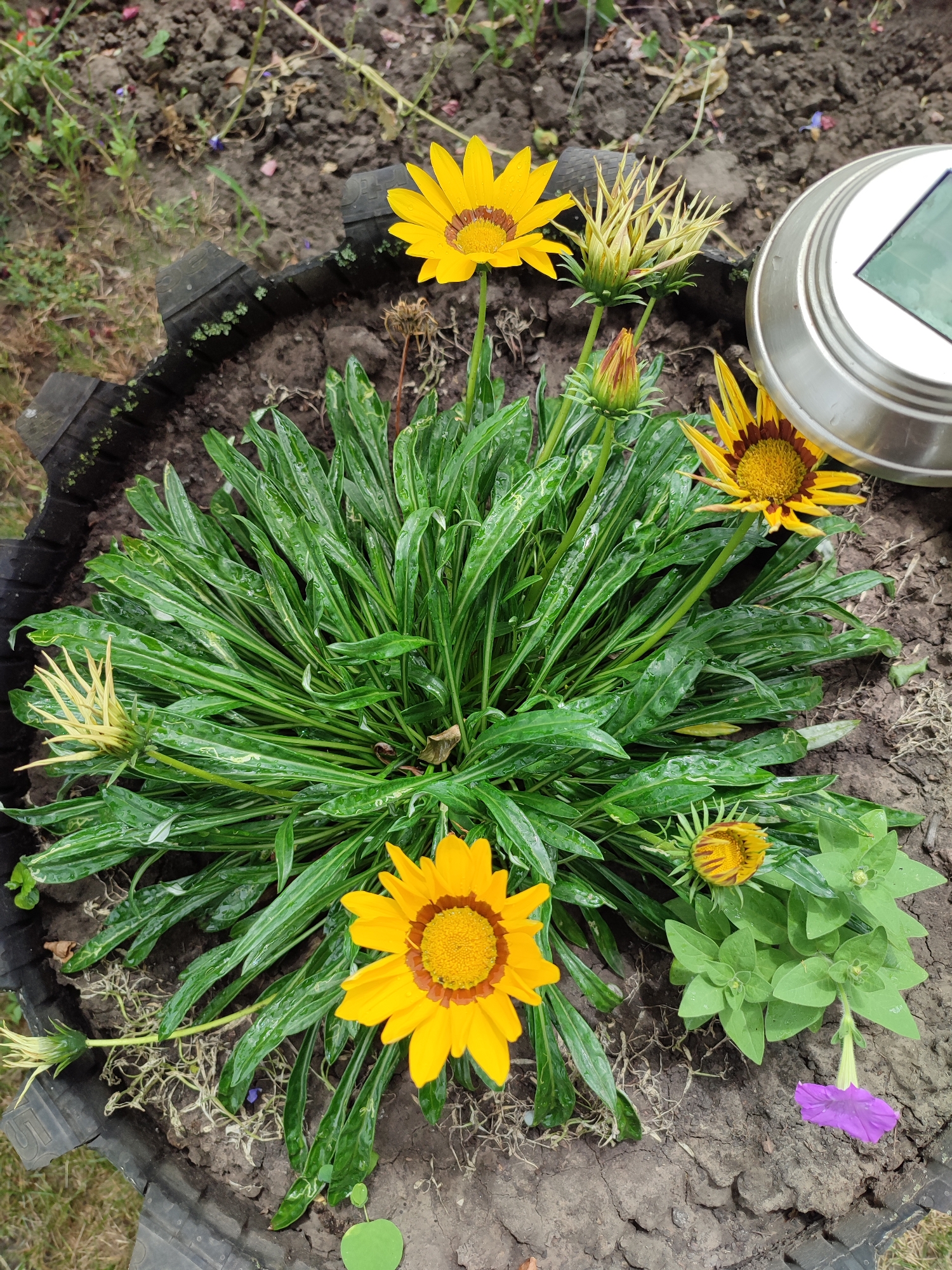 In Voskobiinyky, Ukraine, a close-up, overhead shot captures a planter filled with lush green foliage and several blooming Gazania flowers. The planter itself appears to be made from a repurposed black tire. Three fully bloomed Gazanias, with vibrant yellow petals and dark brown centers, are prominently featured, along with several buds in various stages of development. One of the buds shows striped yellow and brown patterns. Adjacent to the Gazanias, a small plant with green leaves and a single delicate purple petunia is also present. In the upper right corner, a silver solar-powered garden light with a green solar panel is visible. The soil in the planter is dark and appears moist. The background consists of dry soil with scattered small green plants and dried vegetation.