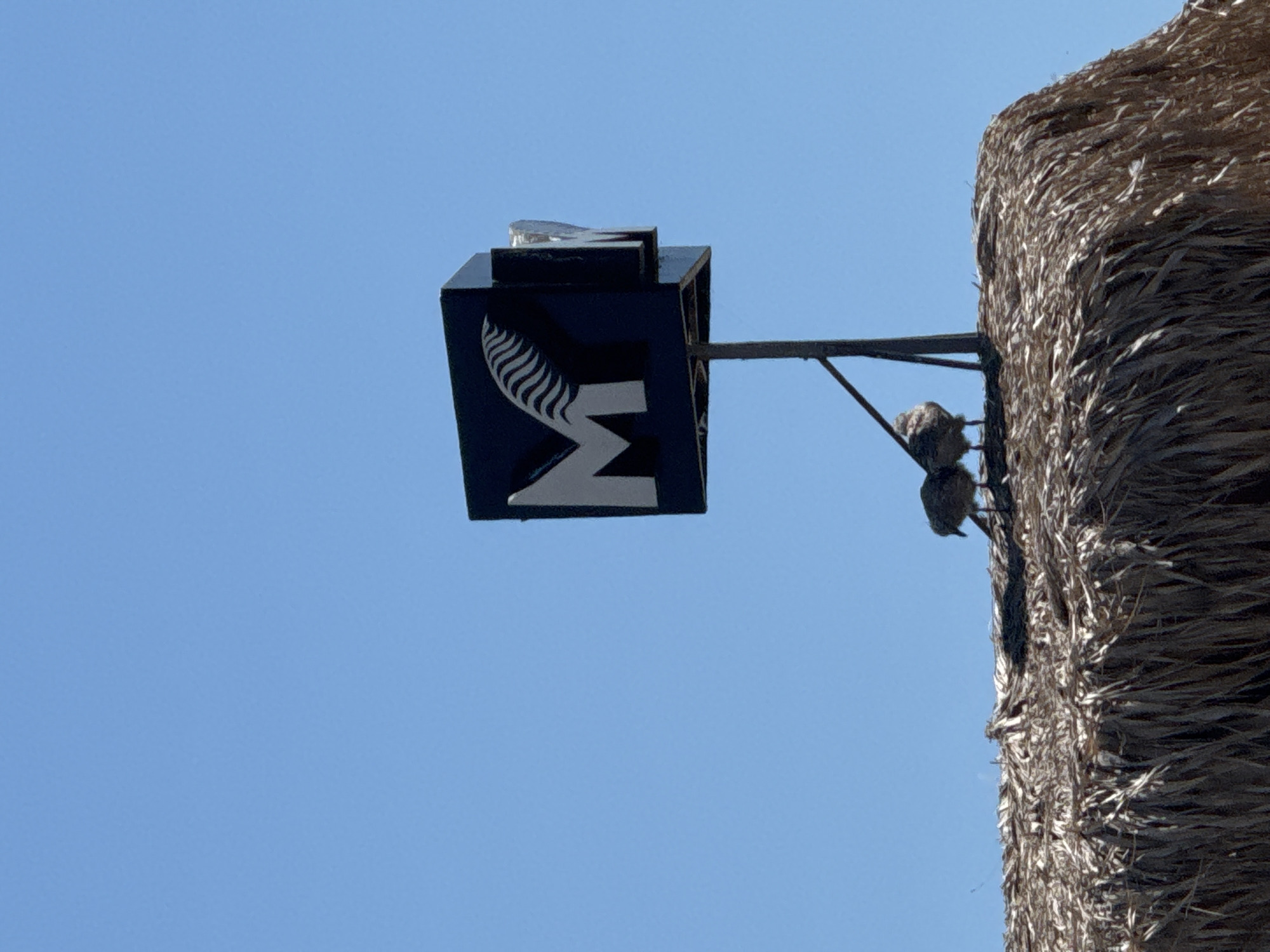 The image depicts a clear blue sky with a sign bearing the letter "M" and a fern-like symbol, likely representing a business or establishment. Below the sign, a thatched roof structure is visible, with two young seagulls perched on its edge. The seagulls appear to be standing close together, with one looking towards the left and the other towards the right. The scene is illuminated by bright sunlight, casting shadows on the thatched roof. The location is not specified in the image or its context.