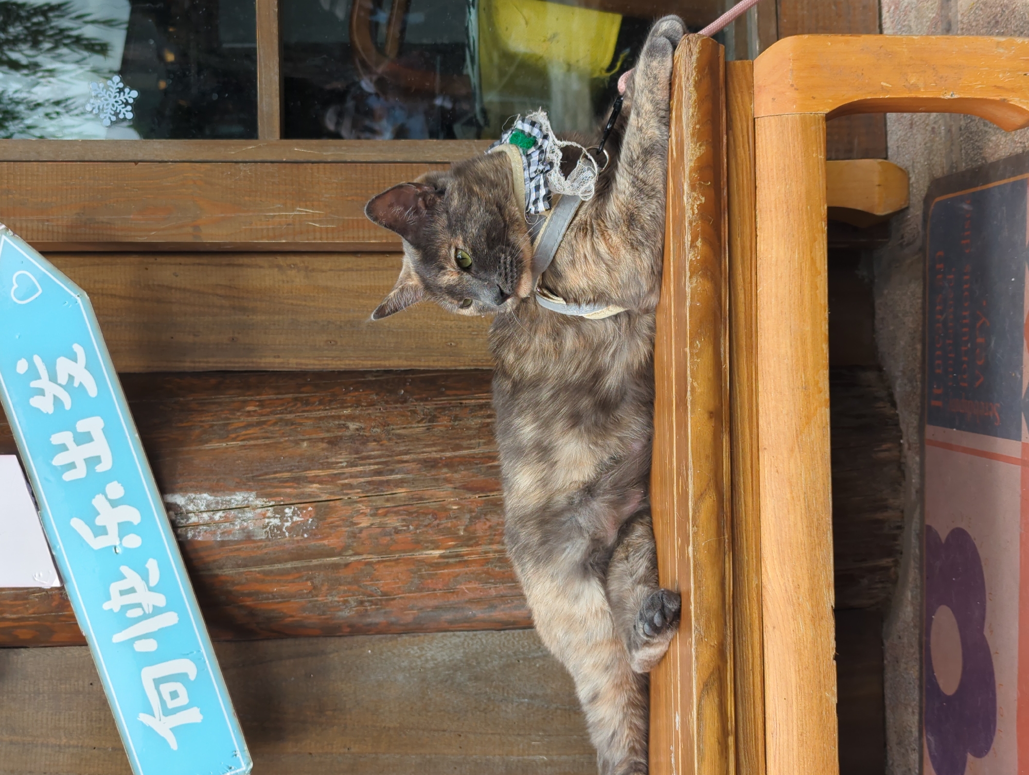 A tortoiseshell cat is clinging to the side of a wooden structure, with its body hanging vertically. The cat is wearing a harness with a decorative bow around its neck. To the left of the cat, a light blue sign with white Japanese characters is visible, along with a small heart symbol. The sign appears to be directional. The background consists of wooden planks and a window, through which some greenery and a snowflake sticker are visible. The setting suggests an outdoor location, possibly a shop or a traditional building, given the wooden architecture and the presence of signs. The lighting appears to be natural daylight, with no strong shadows, indicating it could be daytime. The cat's expression is alert and curious as it looks downwards. The overall impression is of a charming and somewhat whimsical scene. The Japanese characters on the sign, "古町商店街," translate to "Furumachi Shopping Street," which is a specific location in Japan, not Gucheng District, China. Therefore, the location context provided is incorrect based on the visible text.