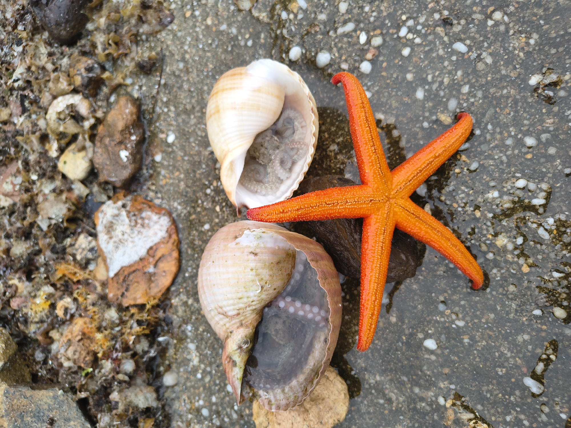 The image depicts a close-up, eye-level view of marine life on a wet, rocky surface. In the foreground, an orange starfish with five arms is prominently displayed. To the left and right of the starfish are two large, empty seashell interiors, one appearing larger and to the left, the other smaller and to the right. The seashell interiors reveal the textured inner surfaces. The surface beneath these objects is a dark, wet, granular material, likely a path or rocky ground, interspersed with small pebbles and water. In the background, a collection of larger rocks and debris, possibly seaweed or other organic matter, creates a textured border. The scene suggests a natural environment, likely a beach or shoreline in Limenaria, Greece. There are no people or animals visible, only the static arrangement of shells and a starfish. The lighting is bright, creating reflections on the wet surfaces.