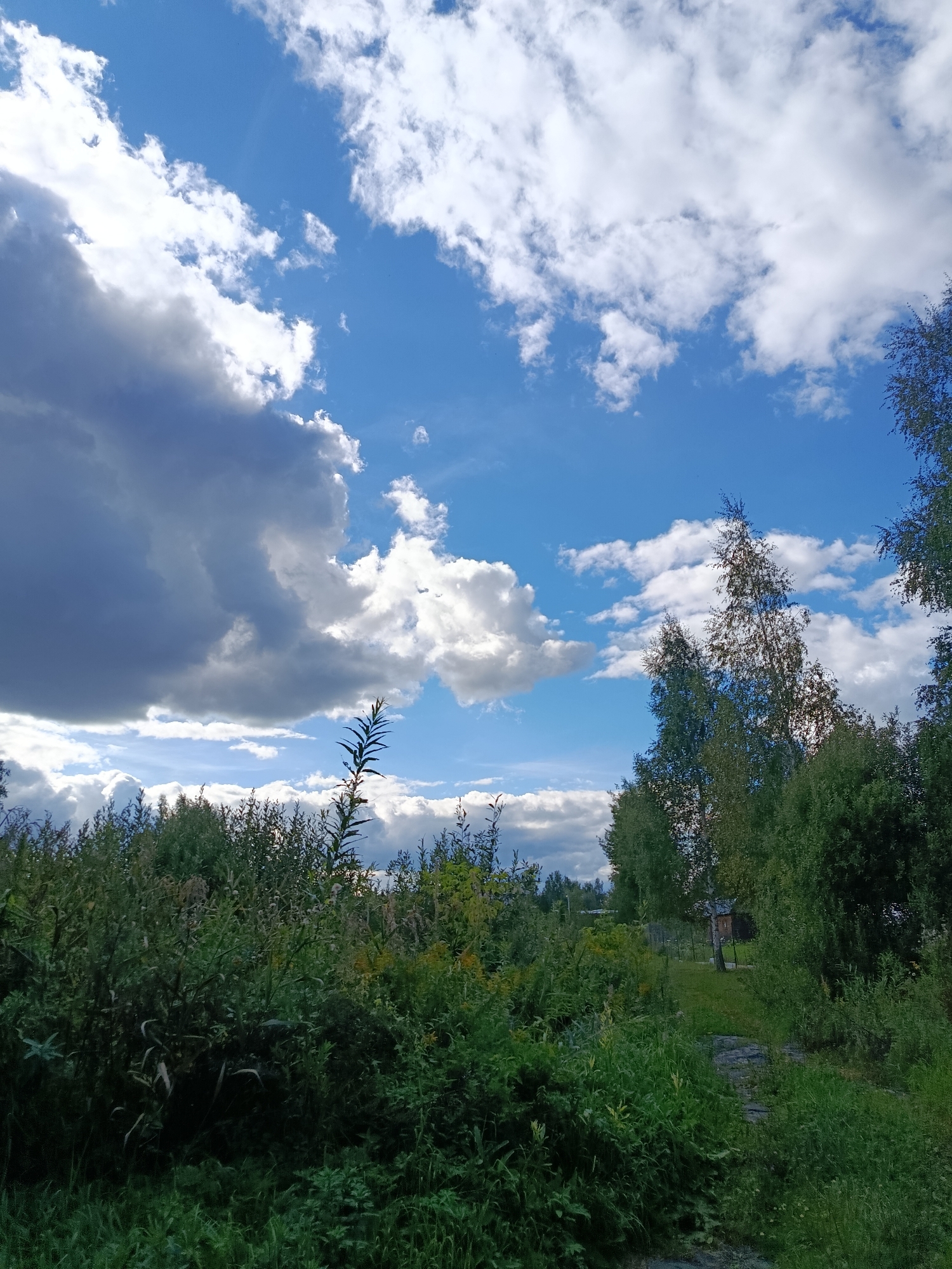 The image depicts a natural outdoor scene dominated by a vibrant blue sky filled with white and gray clouds. The foreground is densely populated with various green vegetation, including tall grasses, leafy plants, and trees. A narrow path made of dark stones or pavers is visible, leading into the greenery. In the background, there are more trees and a small wooden structure, possibly a shed or a small house, partially obscured by the foliage. The overall impression is one of a wild, overgrown natural area within a city, possibly a park or a less manicured section of the landscape. The image does not contain any people or animals, and no specific actions or interactions are occurring. The environment appears to be a rural or semi-rural setting within the city of Vereya, Russia, characterized by abundant plant life and a dynamic sky.