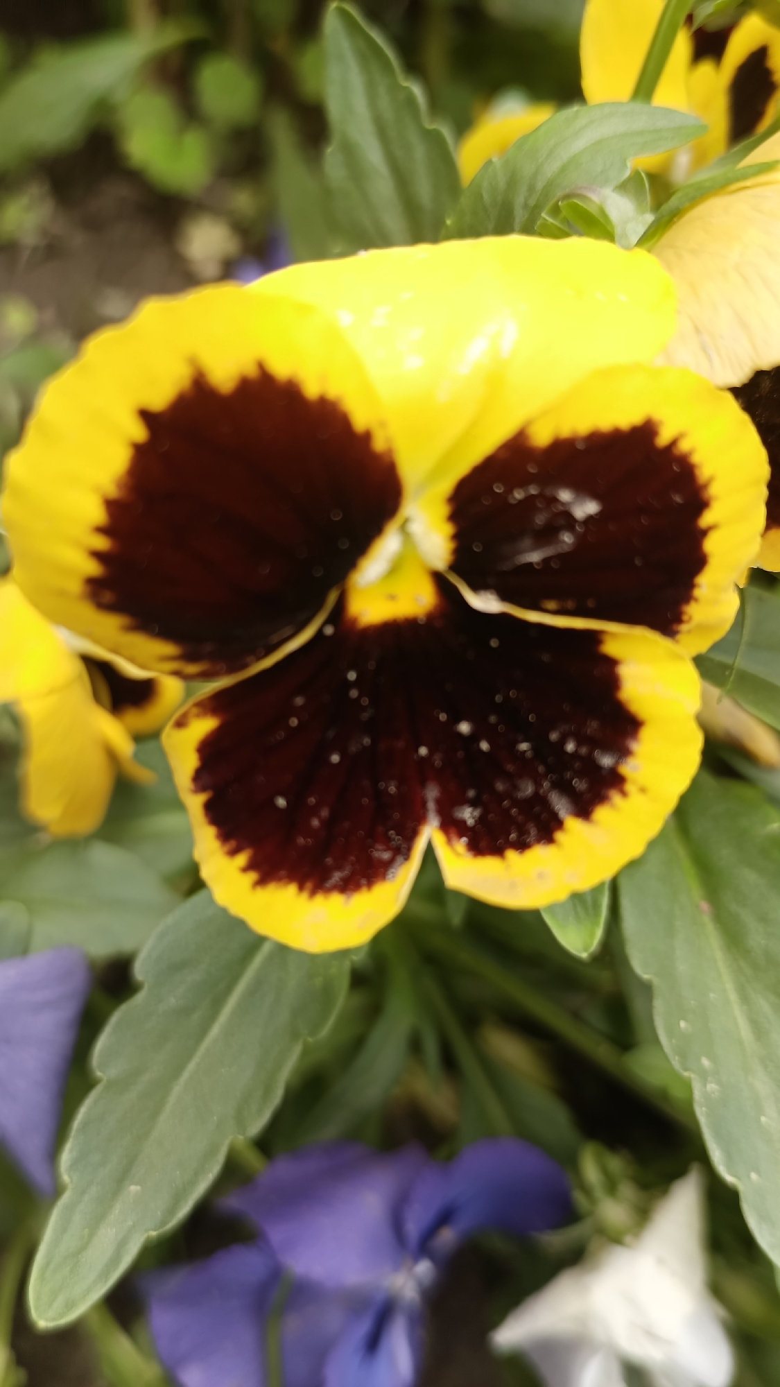 A close-up shot shows a yellow and brown pansy flower in a garden setting. The flower has bright yellow petals with dark brown blotches in the center. Several green leaves surround the flower, along with additional pansies of blue and white. The location is Muzga, Bulgaria.