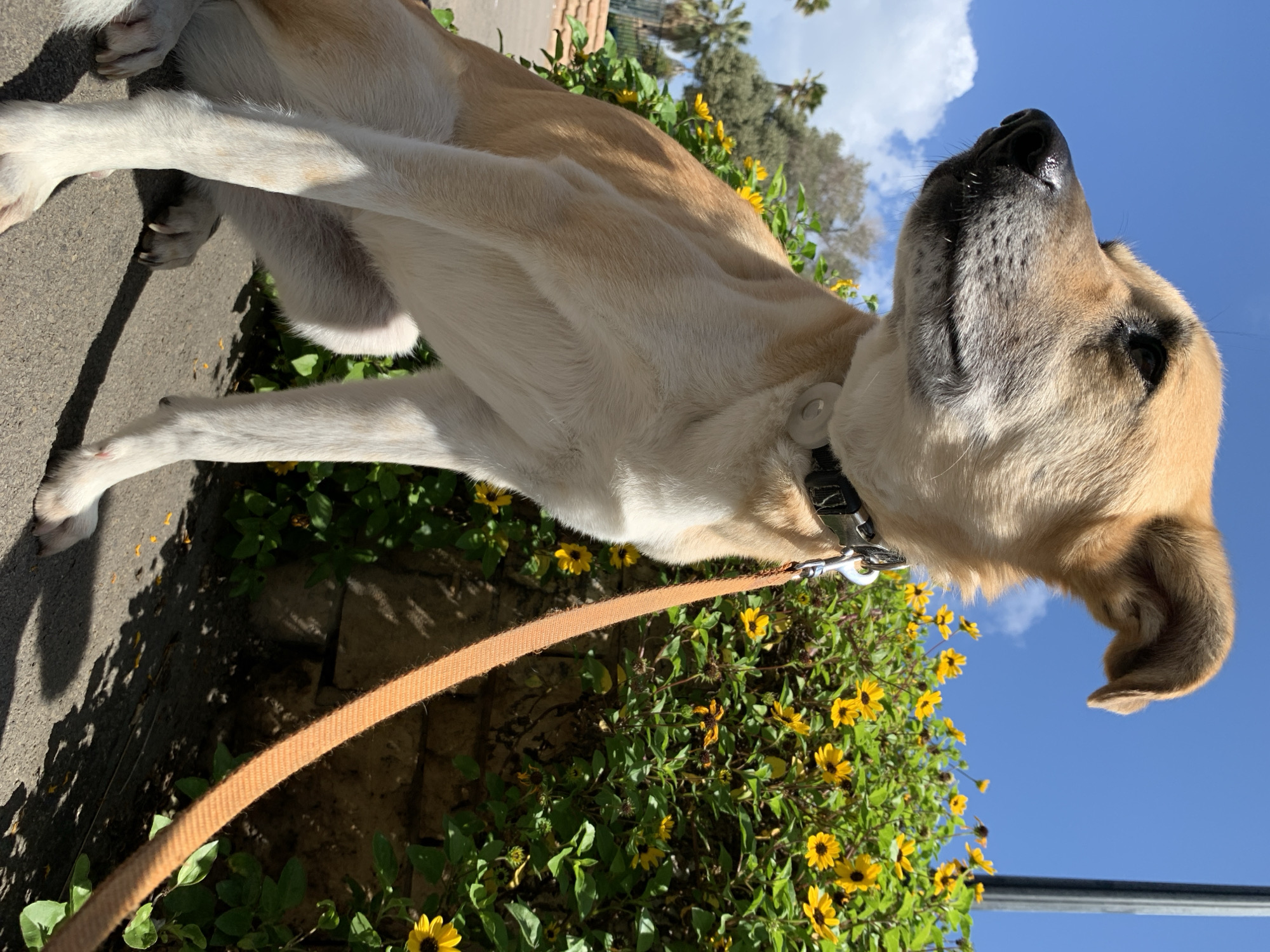 A low-angle shot depicts a medium-sized dog standing on a sidewalk. The dog has a tan and white coat and a black collar with a leash attached. The leash is tan and extends to the lower left of the frame. The dog is looking upwards, its black nose pointing towards the bright blue sky with scattered white clouds. A low brick wall with a dense growth of green plants and small yellow flowers sits behind the dog. The location appears to be Tel-Aviv, Israel.