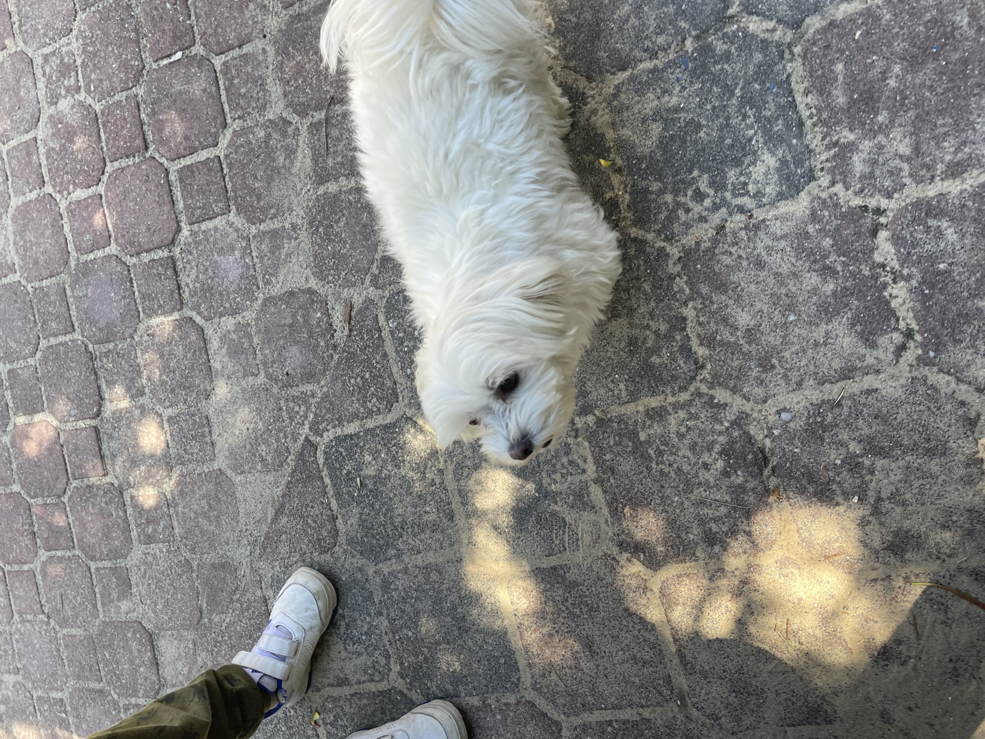 A white dog is standing on a brick walkway. A person wearing green pants and white shoes is standing near the dog. The location is an unknown city.