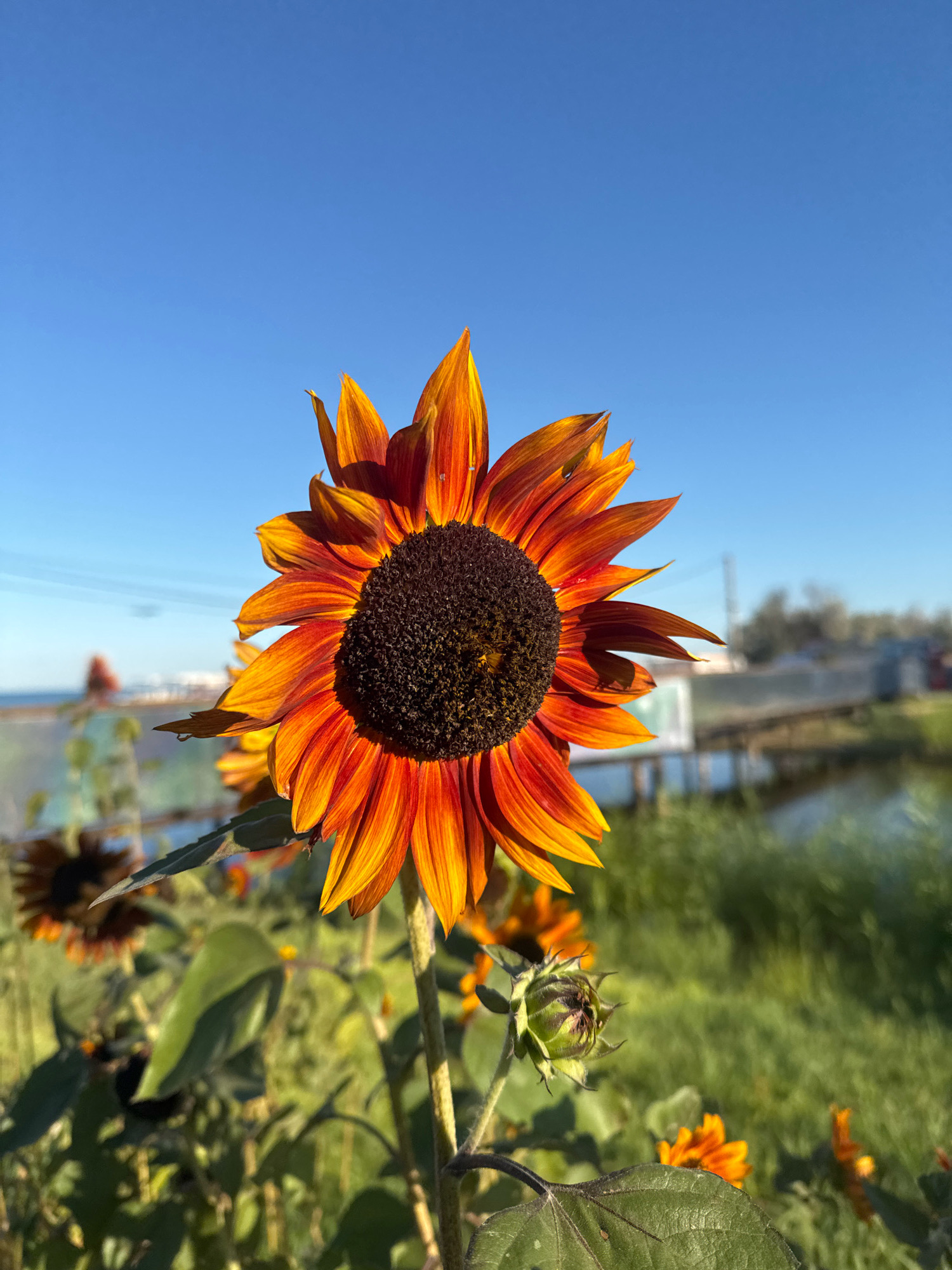 This is a close-up, low-angle, vertical shot of a sunflower with vibrant orange and yellow petals, set against a clear blue sky. The sunflower's dark brown center is sharply in focus, while the petals show a gradient of color from deep orange near the center to bright yellow at the tips, with some water droplets visible on the petals. In the background, out of focus, is a body of water, a grassy area, and some distant structures, possibly buildings or industrial elements. The lighting suggests it is daytime, likely morning or late afternoon, with the sun casting shadows and highlighting the flower. The location is not specified in the image or context, therefore its presence in Anapa, Russia cannot be confirmed.