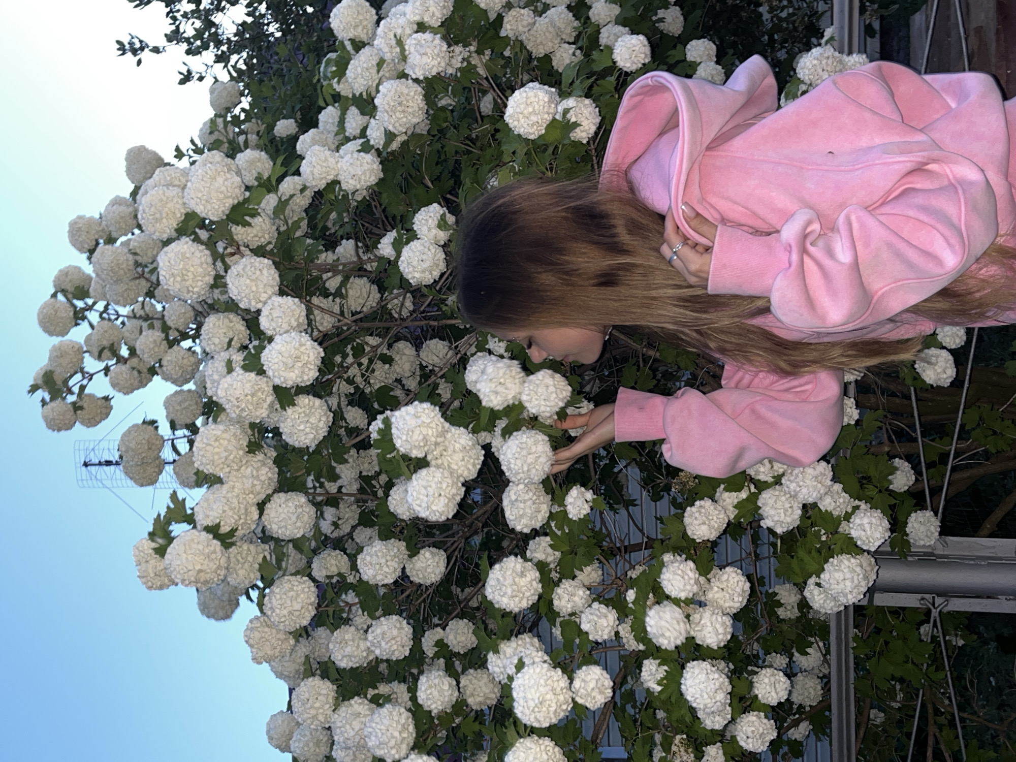 A person in a pink hoodie is leaning towards a bush of white flowers in the city of Фоки, Russia. The sky is visible in the background, suggesting it may be dusk or dawn.