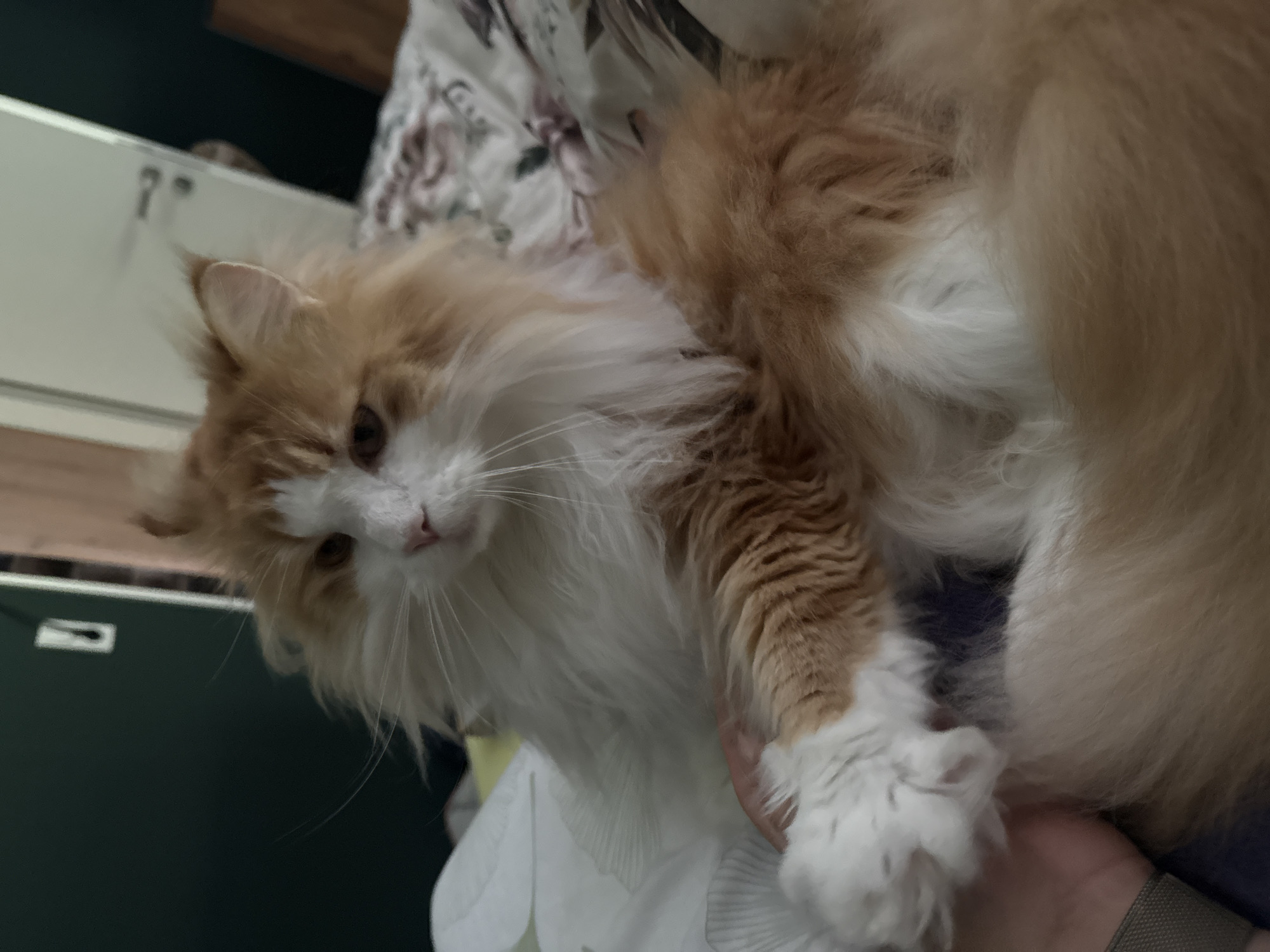 A long-haired ginger and white cat is lying on a bed, with its head turned to the left. The cat's fur is very fluffy, especially around its neck and tail. Its left paw is resting on a human hand. The background shows a dark green wall and a white door with a handle. The bed is covered with a floral-patterned duvet. No specific location in the city of Kassel, Germany, can be determined from the image.