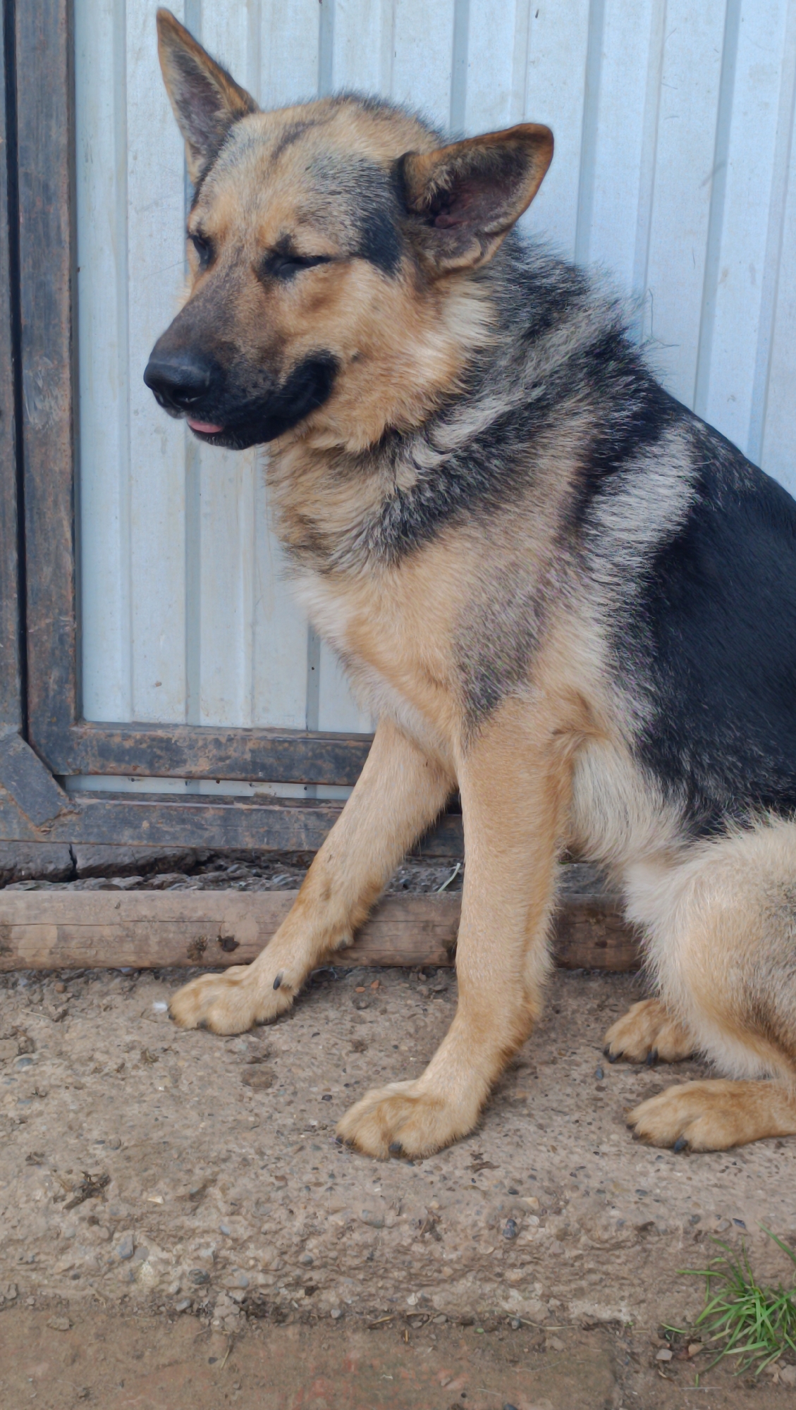 A German Shepherd dog is sitting on a concrete surface in front of a corrugated metal wall. The dog is mostly tan and black with its left eye partially closed. Its tongue is sticking out slightly. In the background, there is a dark metal frame with wooden planks. The overall environment appears to be outdoors, possibly a yard or a shed area. The image does not provide any specific details that would allow for the location to be identified as Karsha, Russia.