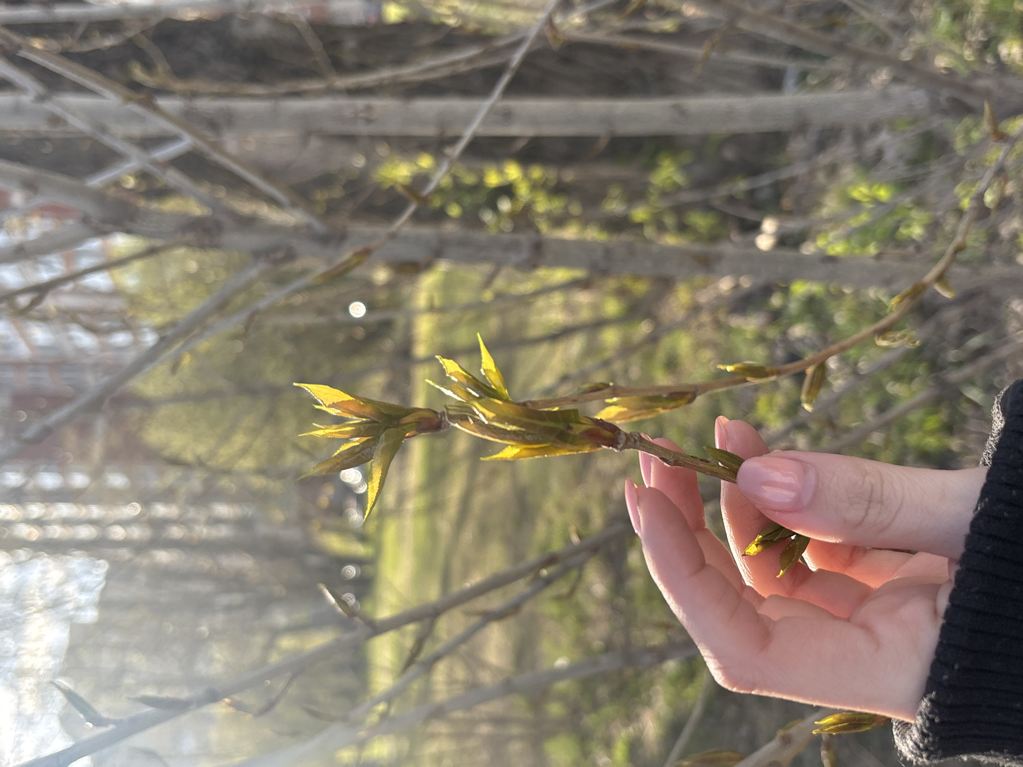A close-up, horizontally oriented photograph captures a person's right hand gently holding a budding tree branch. The hand has manicured nails painted with a light pink or nude polish, and a dark-colored, possibly black, knitted sweater sleeve is visible on the right. The slender brown branch is adorned with numerous small, bright yellow-green leaves and buds that are in the early stages of unfurling, strongly indicating the spring season.
The background is significantly blurred, creating a soft bokeh effect with bright, circular points of light. It shows an indistinct array of bare tree branches and faint patches of green, suggesting a natural outdoor setting like a park or garden. A prominent lens flare on the left side of the image, coupled with the warm and bright illumination, indicates that the sun is low in the sky, likely during late afternoon or early morning, casting a gentle glow on the scene. The lighting highlights the fresh, vibrant color of the new leaves. The activity depicts a moment of appreciation for nature's renewal. No text is visible in the image. The location is Saint Petersburg, Russia.
