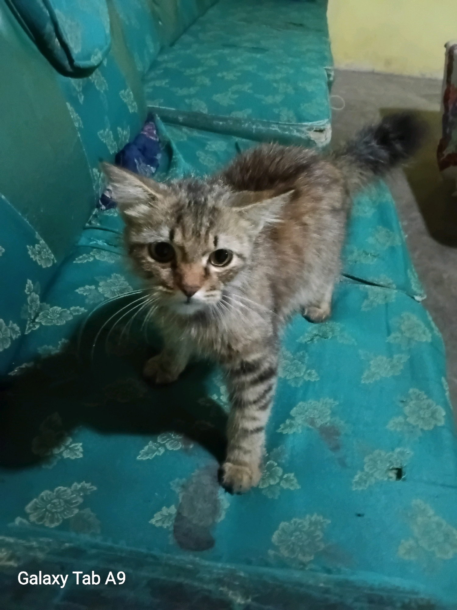 In Wonocoyo, Indonesia, a young, long-haired tabby cat stands on a teal sofa with a floral pattern. The cat has brown and black stripes, large dark eyes, and long whiskers. The sofa is somewhat worn, with visible creases and some dark marks on the fabric. In the background, a yellow wall and a glimpse of what appears to be a patterned fabric are visible. The lighting suggests an indoor setting, possibly a home.