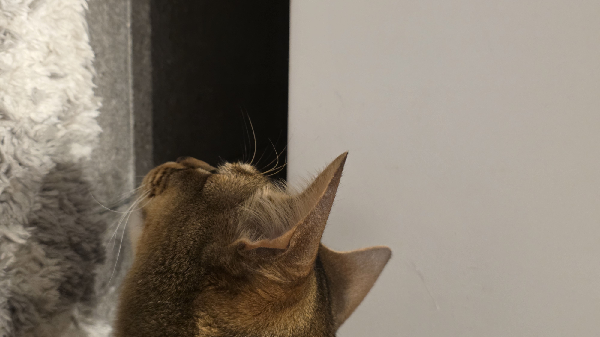 A close-up shot focuses on the back of a brown cat's head and ears. The cat is positioned to the left, with its head tilted upwards. Fluffy, white material is visible on the left. The background consists of a dark gray area and a plain, light-colored wall on the right.