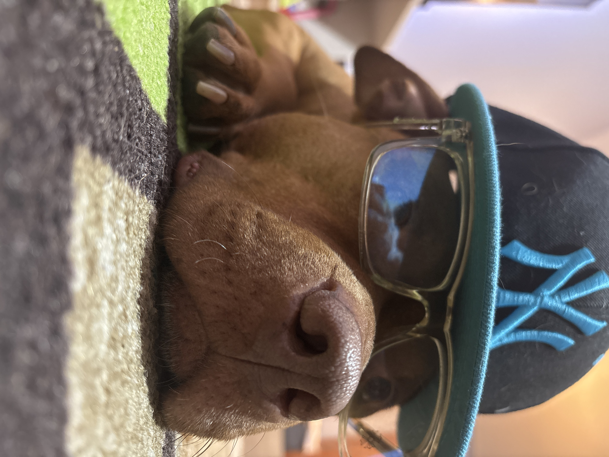 A brown dachshund dog is lying on a patterned fabric, wearing a black baseball cap with a light blue "NY" logo and light brown tinted sunglasses. The dog's nose is prominently visible. The background is blurry, suggesting an indoor setting. There is no indication that the image was taken in Sofia, Bulgaria.