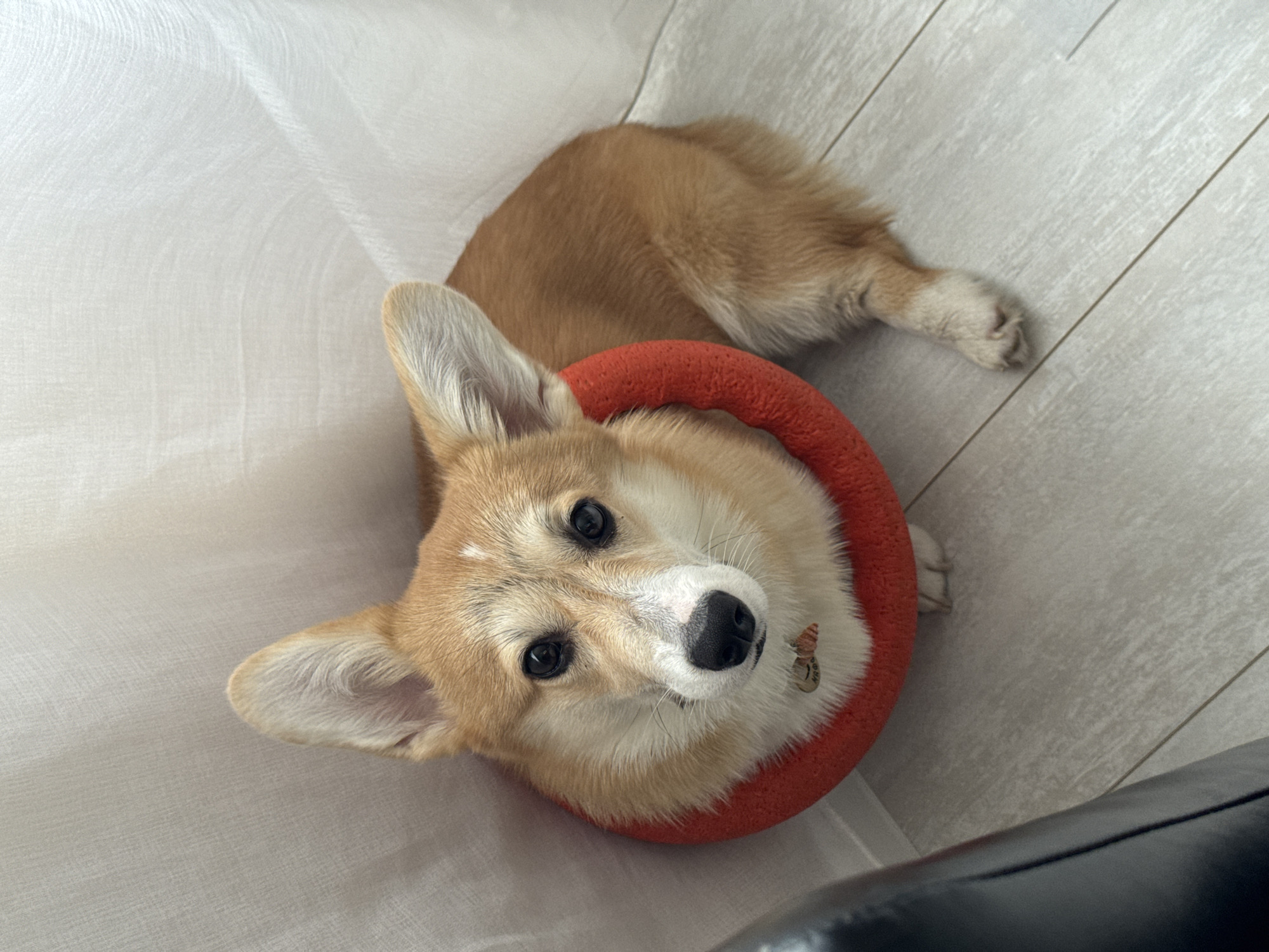 A Corgi dog is the central subject of this high-angle shot, looking directly up at the camera. The dog features fawn and white markings, with a lighter face, chest, and paws, contrasting with darker tan fur on its back and ears. It is wearing a soft, orange, donut-shaped neck pillow or Elizabethan collar around its neck. A small, round, metallic tag with indistinct details is attached to the collar.
The Corgi is lying indoors on a light-colored surface, which appears to be a laminate floor or light wood-look tiles, identifiable by faint lines indicating plank separation. To the left and behind the dog's head, a draped white or off-white fabric, possibly a curtain or soft textile, fills a significant portion of the background. A dark, likely black, object, possibly a piece of furniture or a chair arm, is partially visible in the bottom right corner of the frame.
The dog's body extends behind its head, with one of its lighter-colored paws visible near the bottom right. Its ears are alert and slightly perked, and its dark, round eyes convey a calm, curious, and attentive expression as it gazes directly into the camera. The overall lighting is soft and even, suggesting an indoor setting, likely during the daytime. No specific time of day or weather is discernible. The small tag on the collar has texture but no legible text. The image provides no specific visual cues to confirm the location is Chaikovsky, Russia, which is the given context.