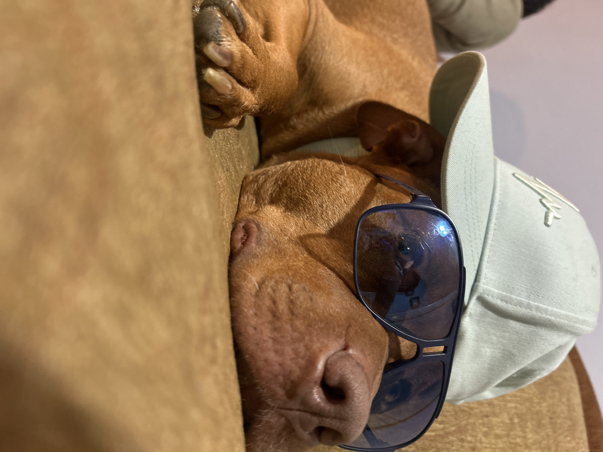 A close-up photograph shows a brown dog lying on a brown, possibly leather, surface. The dog is wearing a light green baseball cap and dark-framed sunglasses, obscuring one of its eyes. Its paws are curled up near its head. The location is Unknown, Unknown.