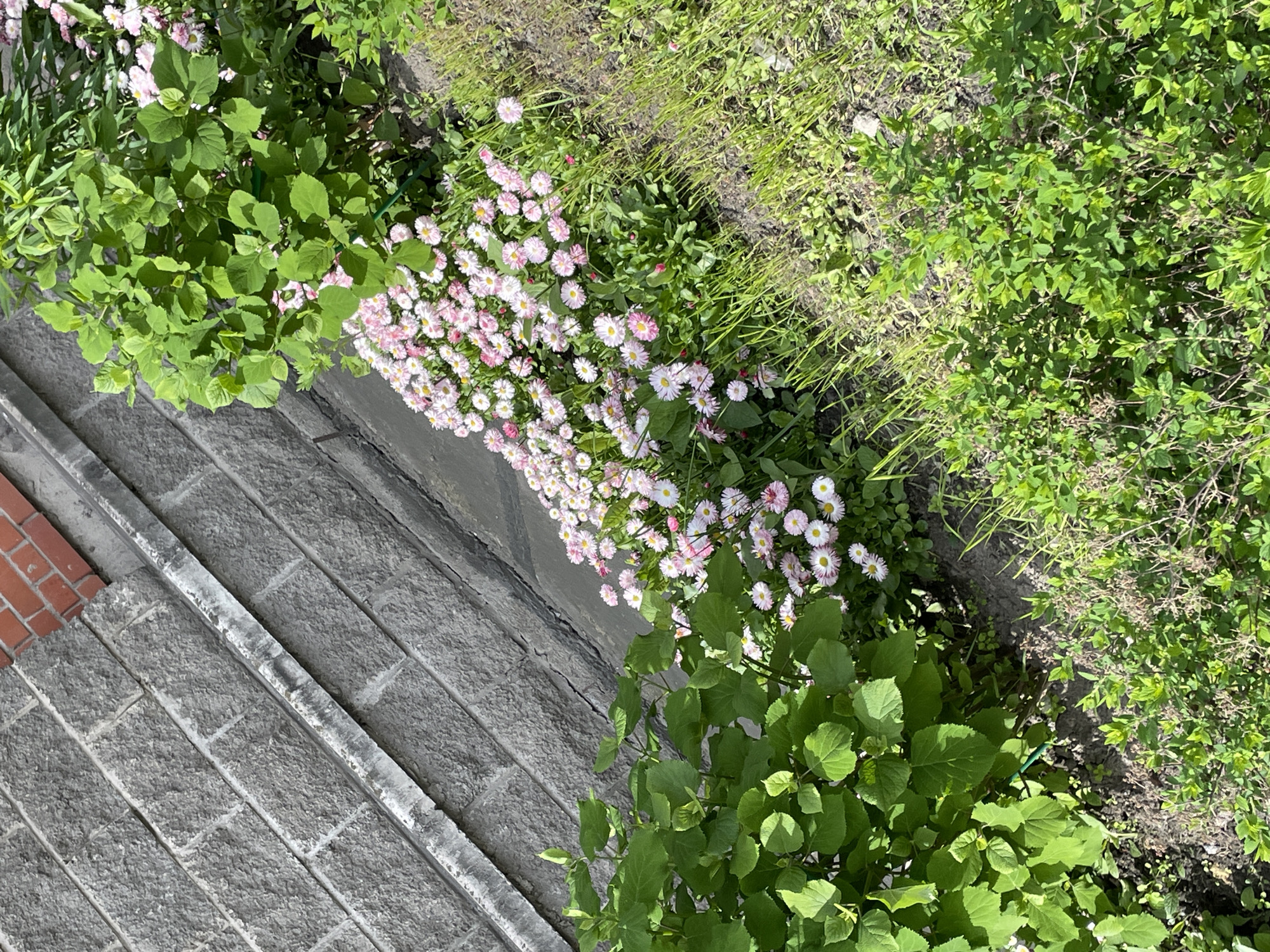 The image shows a view from above a set of gray stone steps. To the left of the steps, a small section of red brick is visible. Adjacent to the steps, there is a patch of flowering plants with white and pink blossoms. Beyond the flowers is green foliage and grass. The overall scene presents a garden or landscaped area next to a building in what is implied to be a residential or public space. There is no information regarding the specific location in Saint Petersburg, Russia.