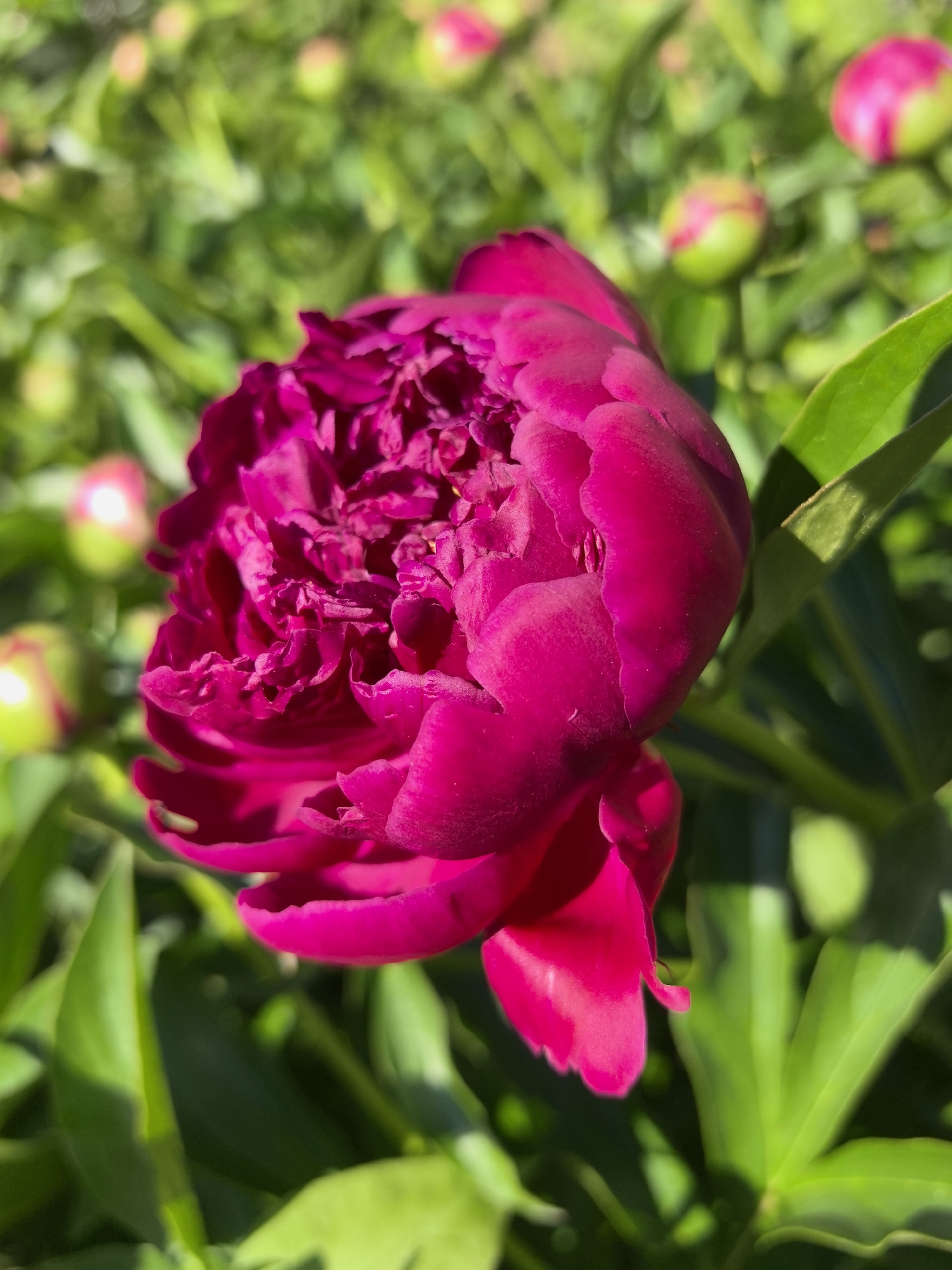This is a close-up, eye-level, outdoor, daylight photograph of a vibrant magenta peony bloom. The flower is in the foreground, slightly to the left, and its petals are densely layered and ruffled. The background is a soft, green blur of foliage and other peony buds in various stages of development, some appearing as pinkish-green spheres. Sunlight highlights the texture of the peony petals and casts shadows on the leaves. The scene is likely part of a garden or park, with the general environment suggesting a temperate climate during the flowering season of peonies. The location in Noviy, Russia, is a detail that cannot be visually determined from the image itself.