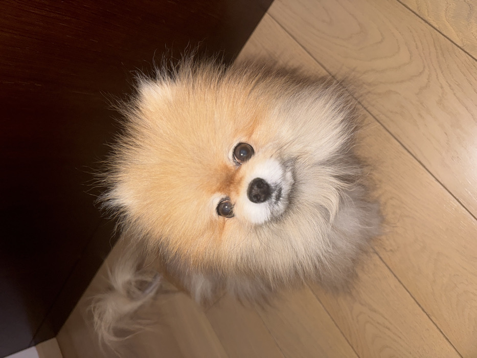 A fluffy, tan and cream-colored Pomeranian dog sits on a light wood floor, gazing upward. Its round face is framed by a thick coat of fur, and its dark, expressive eyes are fixed on the viewer. A dark wooden wall is partially visible in the background to the left. The dog's small tail is also visible to the left.
