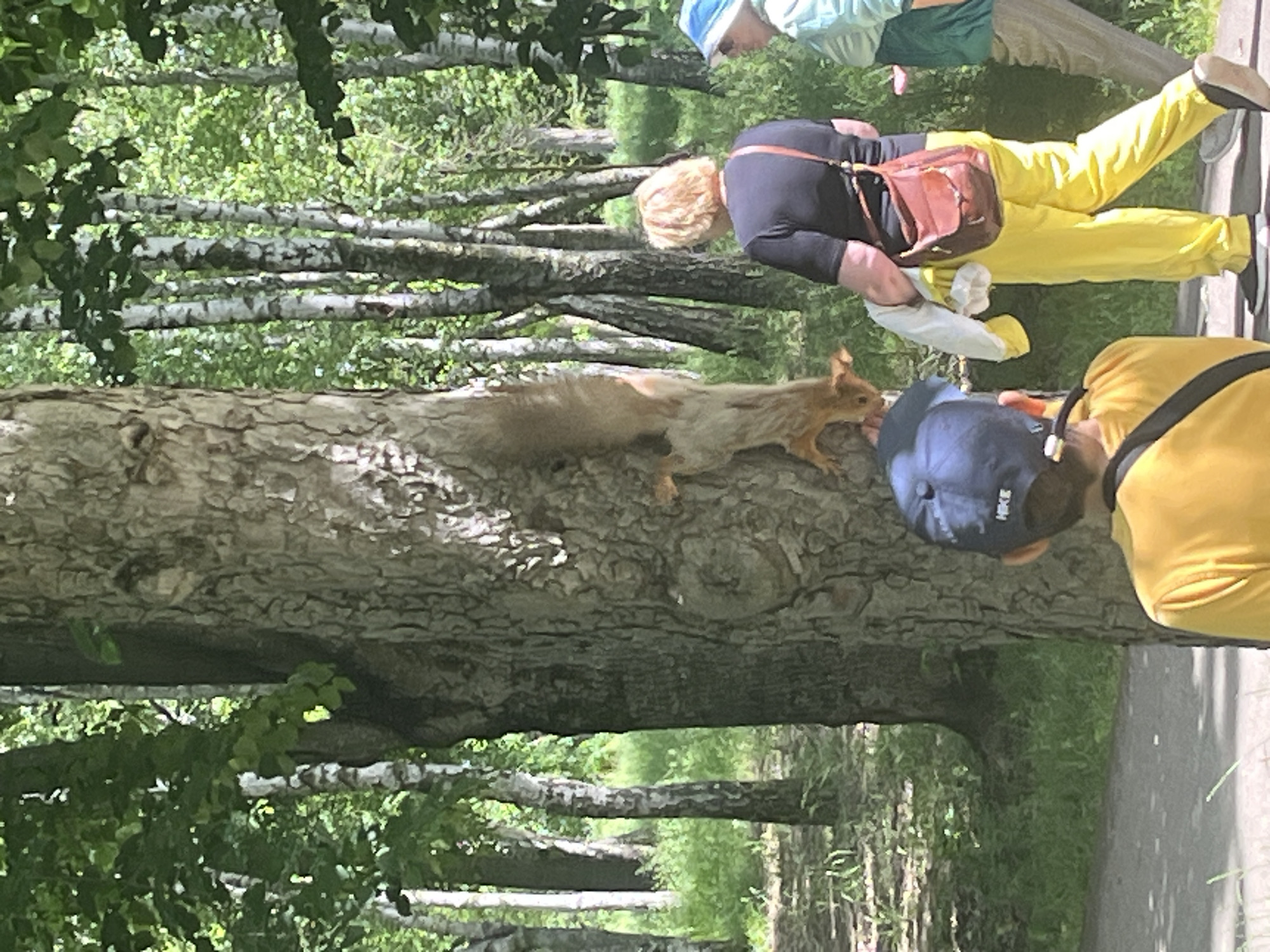 A squirrel is seen interacting with a person wearing a blue hat along a tree trunk in a park or wooded area, likely in Krasnodar, Russia. Other people are nearby, some wearing brightly colored clothing. The environment features birch trees and greenery. The photo is taken outdoors during the daytime.