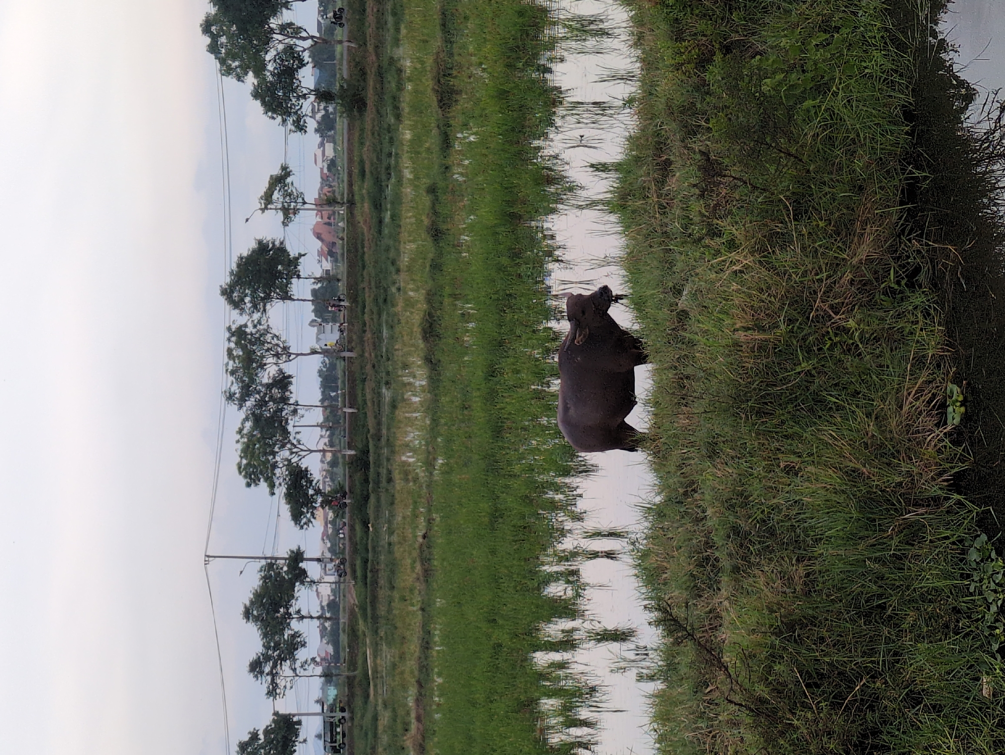 The image captures a water buffalo standing in a flooded rice paddy field. The buffalo is dark brown and is positioned in the middle of the frame, facing left. The rice paddy is a vibrant green, with reflections of the sky and vegetation on its surface. In the background, a line of trees separates the field from a road. On the road, several motorbikes and a small truck can be seen, along with houses and buildings in the distance. The sky is overcast, suggesting a cloudy day. The scene is likely set in the rural outskirts of Hoi An, Vietnam, where rice cultivation and water buffalo are common.