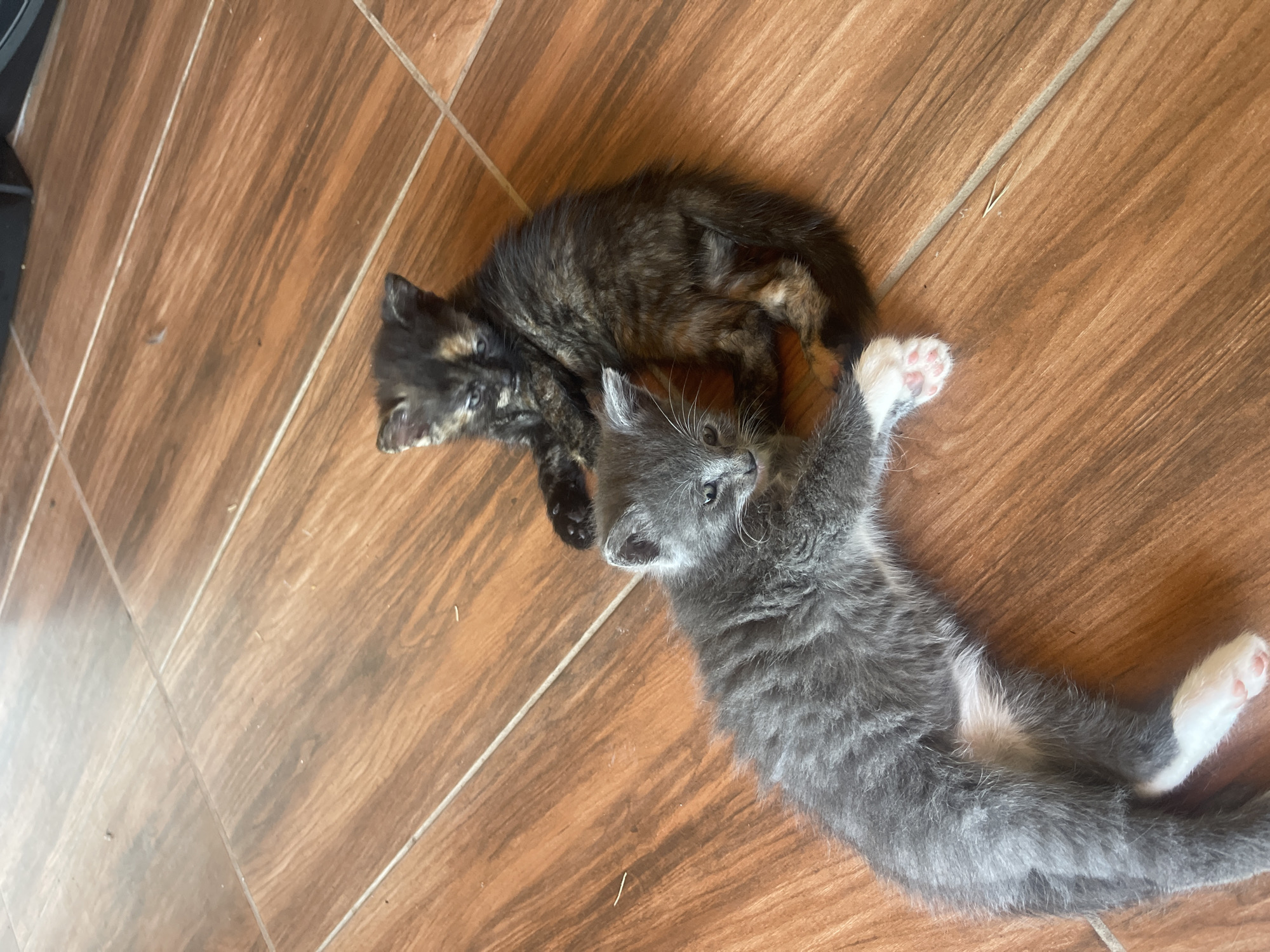 Two kittens are lying on a wooden floor. One kitten is gray with white paws and is lying on its side, stretching its front paw. The other kitten is dark brown and black with patches of orange and is curled up. The floor is made of wooden planks with visible grout lines. There are some small dust particles on the floor. The scene is indoors, on a household floor.