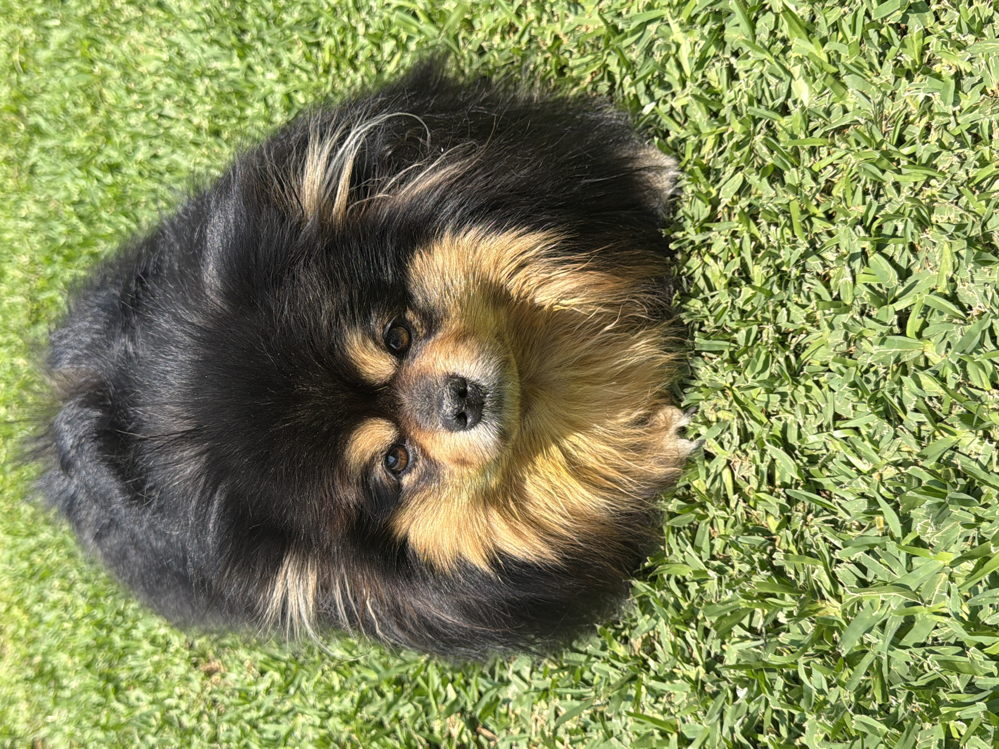 A black and tan Pomeranian dog is lying on a patch of green grass. The dog is facing the camera with a neutral expression. The lighting is bright and sunny, casting shadows on the grass. The location is unknown and therefore it is impossible to confirm that it is the city of Cuautla, Mexico.