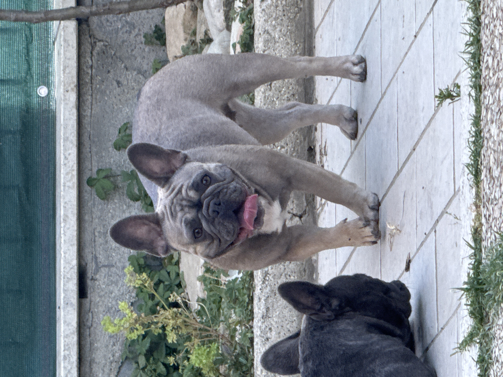 The image depicts two French Bulldogs in an outdoor, paved area, likely a patio or courtyard. The foreground is dominated by the back of a dark-colored French Bulldog, its head lowered as if sniffing the ground. Behind it, a lighter-colored French Bulldog stands, facing the camera with its tongue lolling out and a happy expression. This dog is predominantly gray with some white markings on its chest.
The background includes a low, gray stone wall, some greenery, and what appears to be a green mesh fence or screen stretched across the top. The ground is paved with light-colored rectangular tiles, some of which are slightly uneven. In the distance, there are rocks and more vegetation. The lighting suggests it is daytime, possibly late afternoon given the soft shadows. The overall impression is of a casual, domestic setting.
While the image itself does not contain explicit identifiers of the city of San Benedetto del Tronto, Italy, the provided information states that this is the location. Assuming this context, the scene would be consistent with a residential area in a coastal town. The presence of a paved courtyard and garden elements are common in such locations.