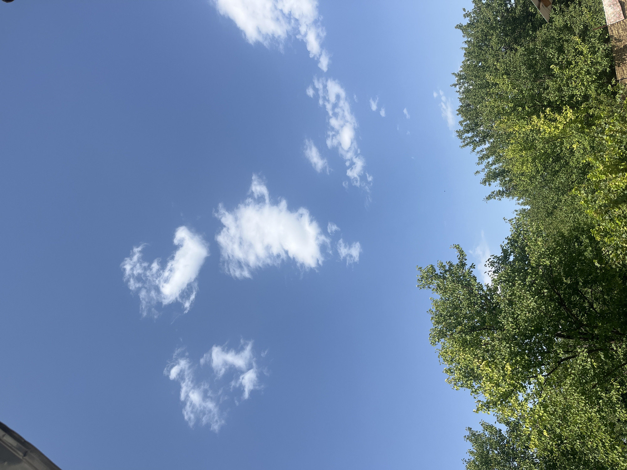 The image depicts a bright, sunny day with a clear blue sky dominating the upper portion. Scattered white clouds are visible. The lower portion of the image is filled with lush green trees, their leaves dense and vibrant. The foliage suggests a natural or park-like setting. The perspective is looking upwards towards the sky, with the trees forming a canopy at the bottom. The scene appears to be an outdoor environment, likely in Batken City, Kyrgyzstan, given the context. There are no people or specific man-made structures clearly identifiable, apart from a hint of a roof on the far right. The overall impression is one of a tranquil, natural landscape.