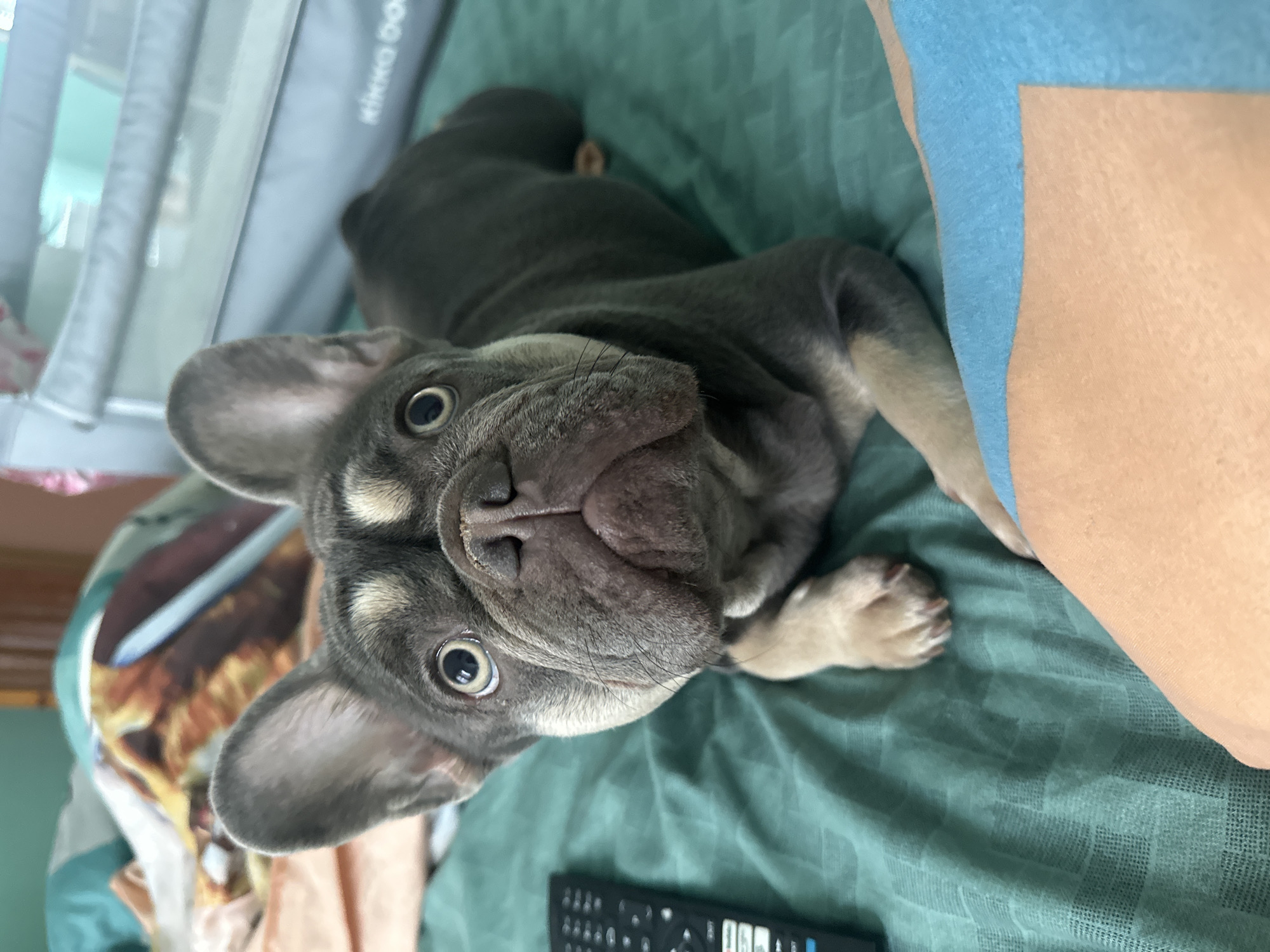 A French bulldog with grey and tan fur lies on a teal-colored bedspread. The dog's eyes are wide open, and its mouth is slightly agape. Its ears are large and perked up. To the left of the dog, a black remote control rests on the bedspread. In the background, a gray crib with the logo "KIKKO DOG" is visible, along with patterned blankets. A person's arm, wearing a blue sleeve, and a leg, wearing peach-colored fabric, are in the foreground, partially obscuring the dog. The lighting suggests an indoor setting.
