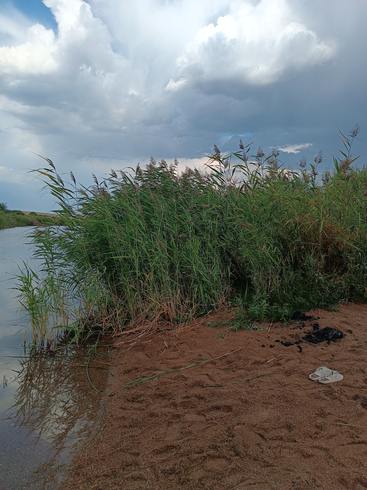 The image depicts a natural scene at the edge of a body of water, likely in Ozernoe, Kazakhstan. A dense thicket of tall, green reeds dominates the right side of the frame, with their tops swaying gently. The water on the left is calm and reflects the reeds and the cloudy sky above. The ground in the foreground is sandy and appears to be a shoreline or riverbank. There are scattered pieces of dried grass and some dark debris, possibly from a fire, on the sand. A pair of white sandals rests on the sand in the lower right corner. The sky is filled with dramatic, dark clouds, suggesting an overcast or approaching storm. The overall impression is one of a wild, somewhat untamed natural environment.