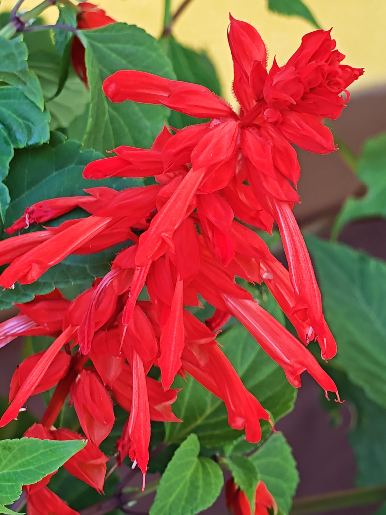 This is a close-up, eye-level, medium shot of a red Salvia splendens flower with green leaves. The flower is in bloom and consists of many tubular, scarlet red petals that are clustered together on a stem. The petals have a slightly fuzzy texture and some appear to be opening, while others are still closed. The green leaves are broad and ovate, with prominent veins. The background is out of focus and appears to be a light yellow and brown wall, suggesting an outdoor setting. There are no people or animals present in the image, nor are there any objects that would suggest a specific location within the city of Валожынскі сельскі Савет, Belarus, other than the presence of flora which is common to many environments.
