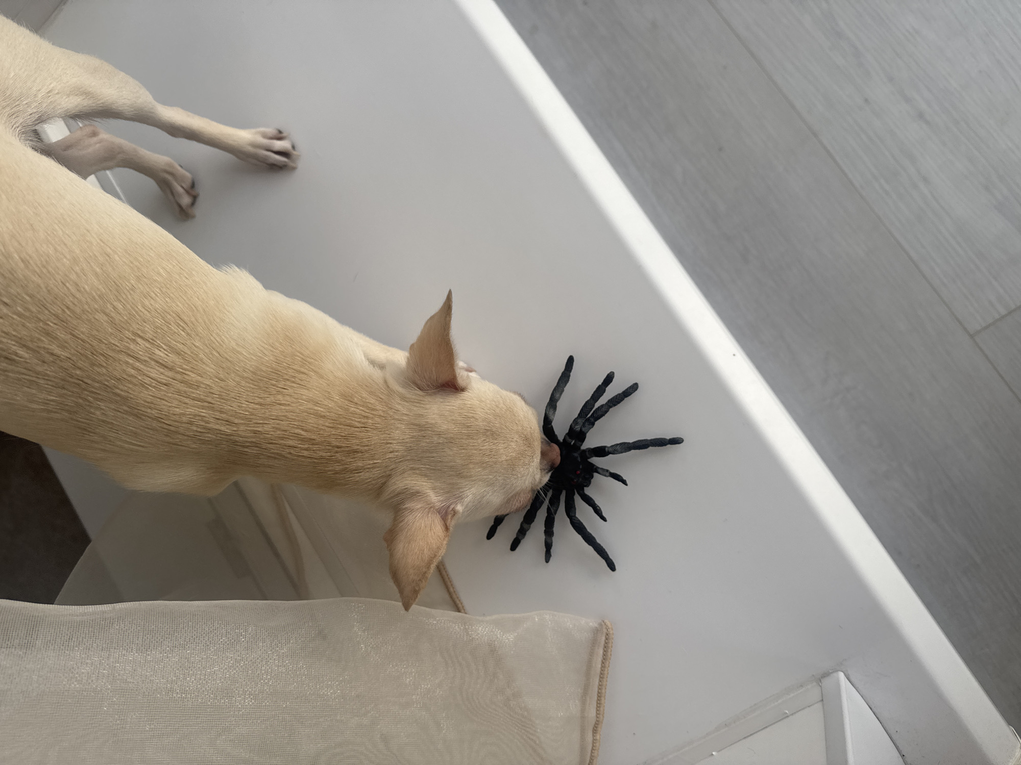 A light-colored dog is sniffing a black toy spider on a white surface. The dog's body is mostly visible from above, with its head down towards the spider. To the left of the dog, there is a sheer, off-white fabric draped over an unseen object. The surface the dog and spider are on appears to be a shelf or table, with a white wall or railing visible behind it. The floor below is a light gray wood-look laminate. The lighting suggests an indoor environment, likely during the daytime, with a shadow cast diagonally across the white surface. This scene takes place indoors, in an apartment or house, in Novosibirsk, Russia.