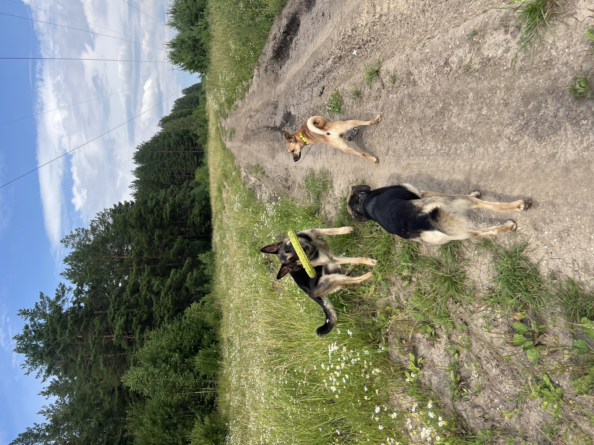 The image shows three dogs in a rural setting, possibly on the outskirts of Nizhny Tagil, Russia. A German Shepherd in the foreground is holding a yellow, circular toy in its mouth. To its right, a smaller tan dog with a yellow collar stands facing away from the camera, looking towards a dirt road. Another dog, mostly black with tan markings, is walking away from the camera on the dirt road. The environment consists of a field of tall grass and wildflowers to the left, and a dense pine forest bordering the field. The dirt road stretches into the distance, with power lines visible overhead against a cloudy sky. The overall impression is of a sunny, overcast day in a natural, undeveloped area.