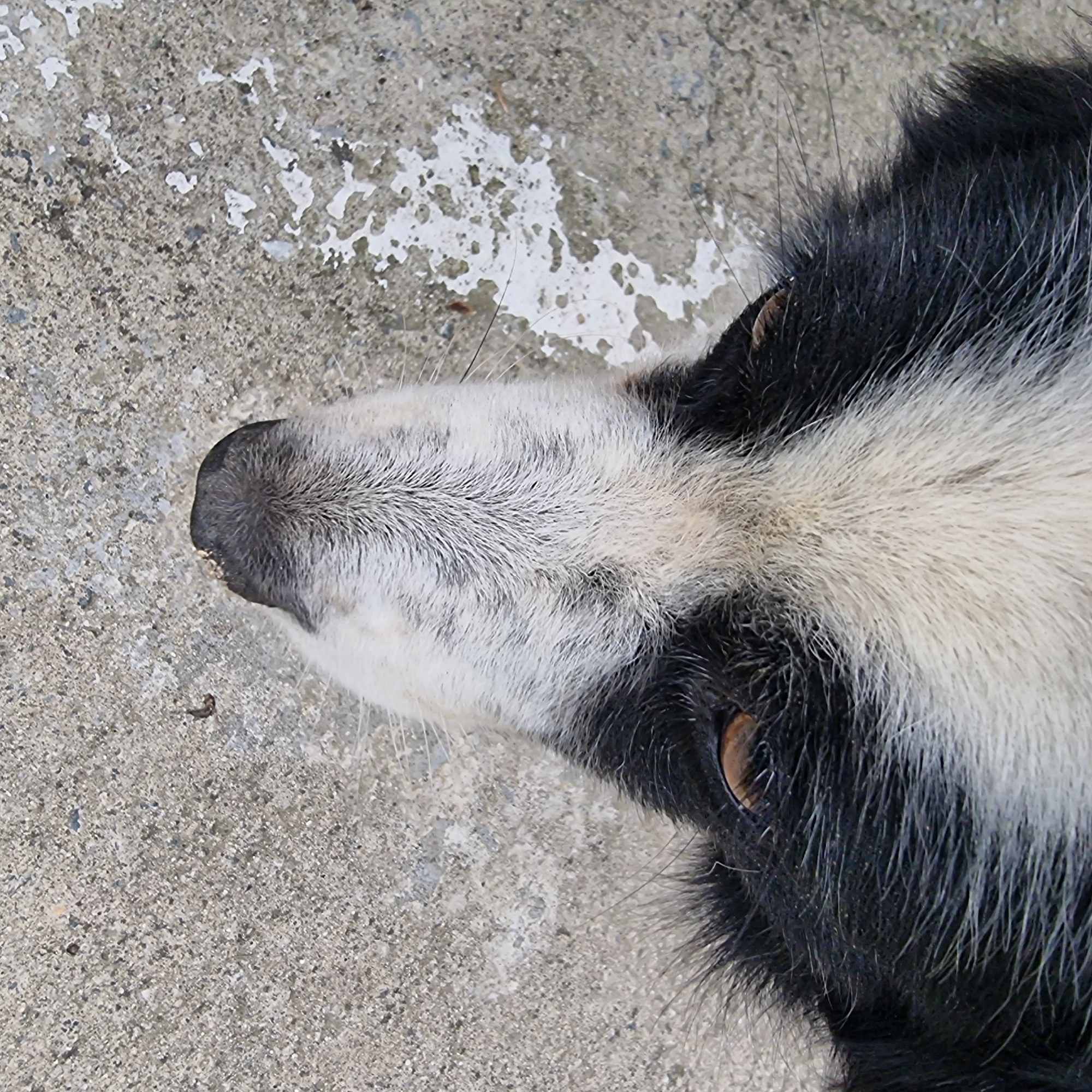 The image shows a close-up, top-down view of a dog's head. The dog has black and white fur. Its eyes are visible, with brown irises. The dog's nose is dark and appears to be wet. The dog is lying on a textured, gray surface that resembles concrete, with some white splotches. The background is out of focus. There are no people or other animals visible in the image. The scene does not contain any identifiable urban elements that would suggest a specific location within Dunnae-myeon, South Korea.