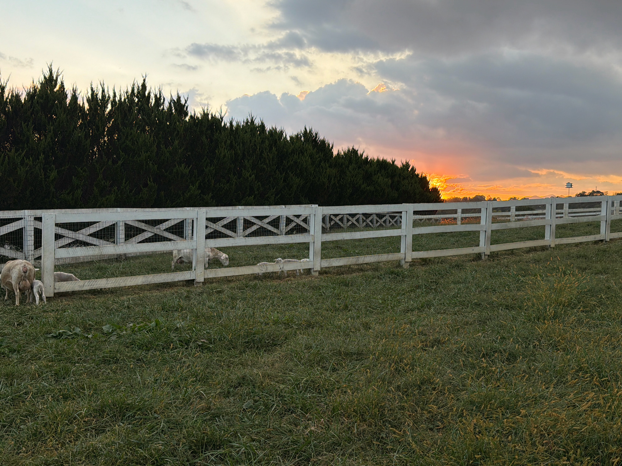 A white wooden fence borders a grassy field. Several sheep are visible within the fenced area. Behind the fence, a dense line of evergreen trees runs horizontally across the image. The sky above is filled with dramatic clouds, with the setting sun casting a warm orange glow on the horizon. The scene appears to be a rural landscape, possibly a farm or ranch. The photograph was taken in Asheville, United States.