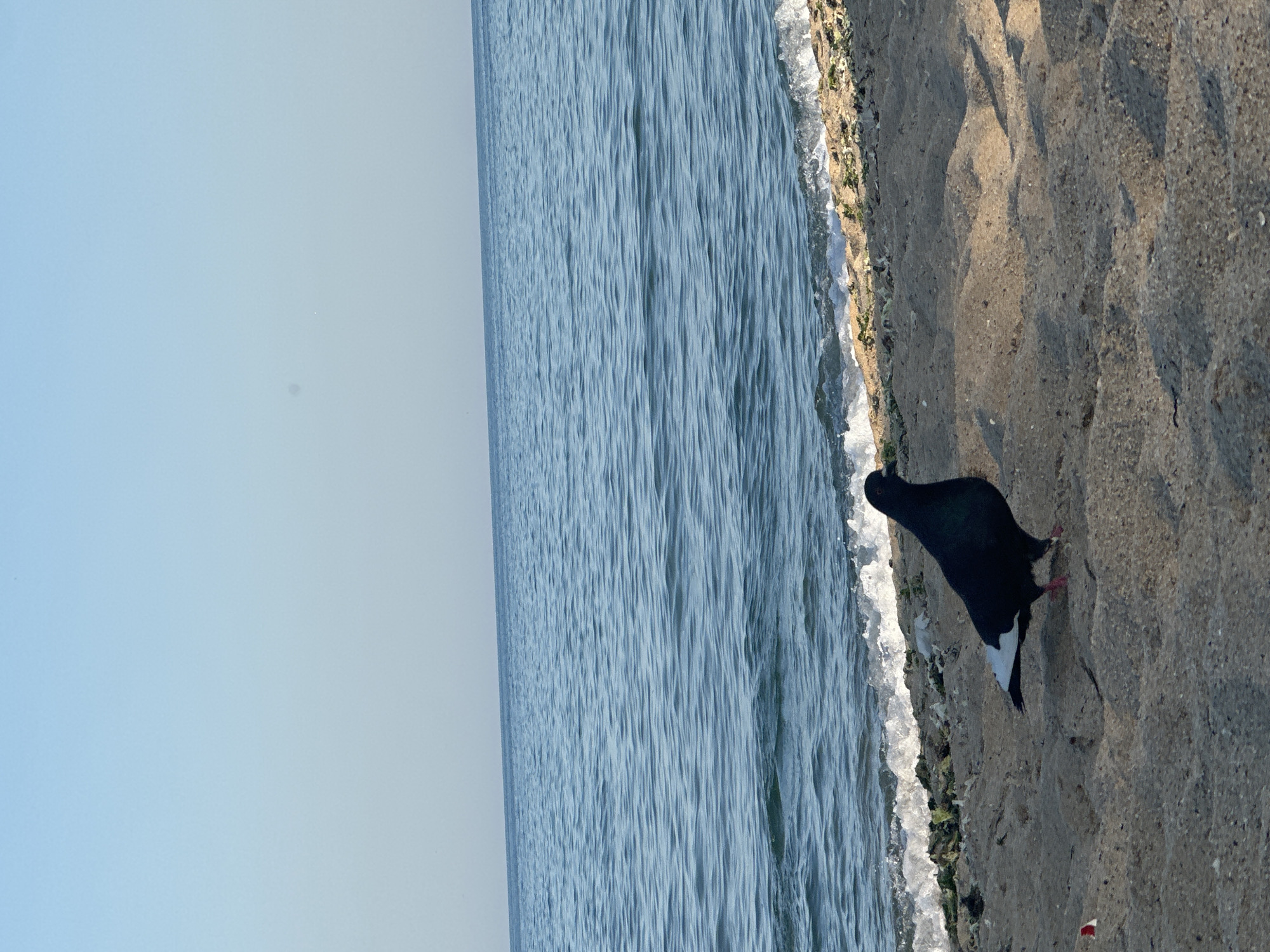 The image captures a pigeon standing on a sandy beach next to the ocean. The pigeon is primarily black with a white tail and red legs. It is facing towards the right side of the frame, with its head slightly down as if it is looking for food. The sand on the beach appears to be coarse and textured, with small pebbles and debris scattered across it. There are some patches of green algae or seaweed along the edge where the water meets the sand.
The ocean water is calm with gentle ripples, appearing a deep blue color. The sky is a light, hazy blue, suggesting it might be a clear day with some atmospheric haze or the image has been edited to have this effect. The overall lighting suggests it is daytime, likely late morning or early afternoon given the brightness.
The composition of the image is unusual, as it is oriented vertically. The horizon line is not visible, creating a sense of looking down from a slightly elevated perspective, or the camera was tilted significantly. The focus is on the pigeon and the immediate surroundings of the beach and the water's edge. There is no visible text in the image. The scene evokes a sense of tranquility and a moment of quiet observation of nature.
