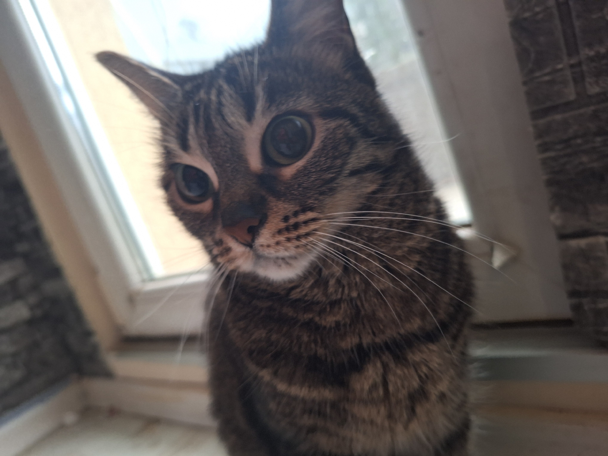 A close-up, low-angle shot shows a tabby cat indoors. The cat has short, brown and black fur with distinct stripes. Its eyes are large and round with green irises. White whiskers extend from the muzzle. The cat is positioned near a window with a white frame. The background includes a wall with a rough, gray texture resembling brick or stone. The location is identified as the city of Unknown, Unknown.