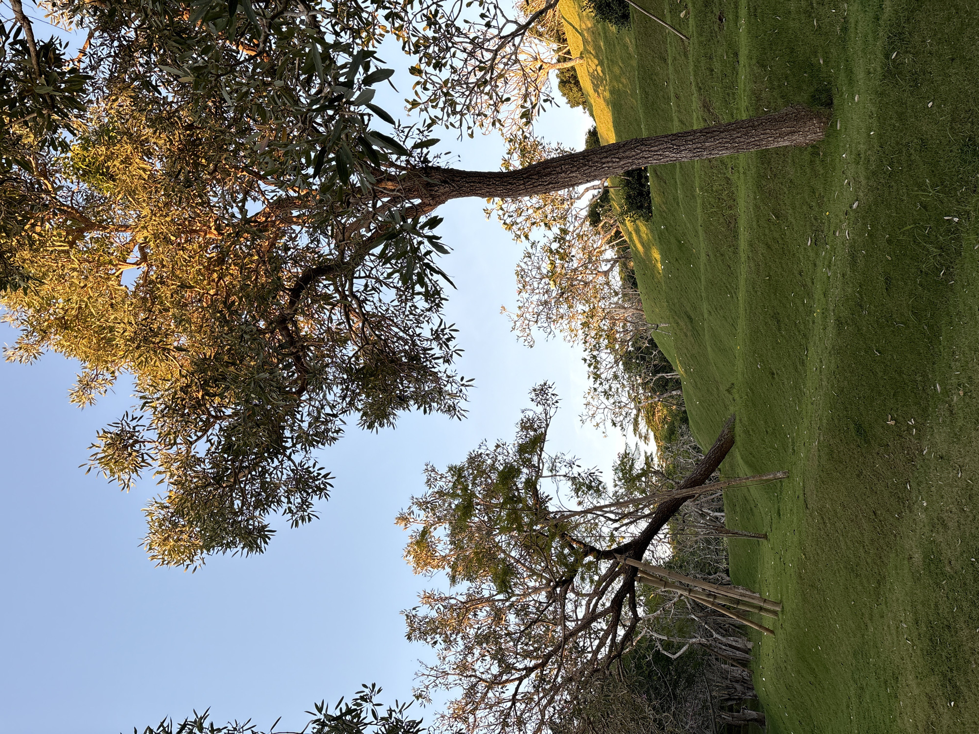 The image depicts a grassy hillside in Kuta Selatan, Indonesia, with several trees sparsely distributed across the slope. The trees have foliage with a mix of green and golden hues, suggesting they are in a transitional phase, possibly due to seasonal changes or lighting conditions. The sky is clear and blue, visible through the tree branches. Some fallen leaves are scattered on the grass. In the background, additional trees are visible along the horizon. A makeshift wooden support structure is seen propping up one of the trees.
