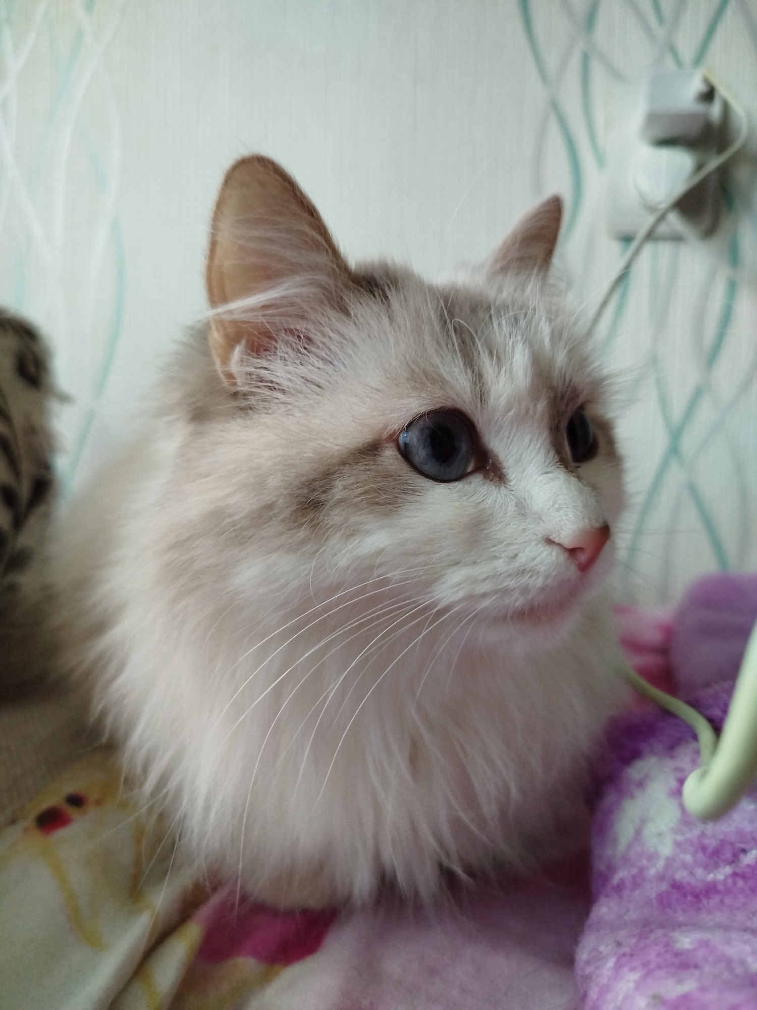 A medium, eye-level shot depicts a fluffy, light-furred cat with blue eyes, positioned on what appears to be a bed or padded surface with patterned bedding and a purple blanket-like item. The cat is gazing towards the right side of the frame.
The background consists of a patterned wall with alternating vertical stripes in light blue and white. A white electrical outlet is visible in the upper right corner of the frame.
The setting is indoors in the city of Unknown, Unknown.
