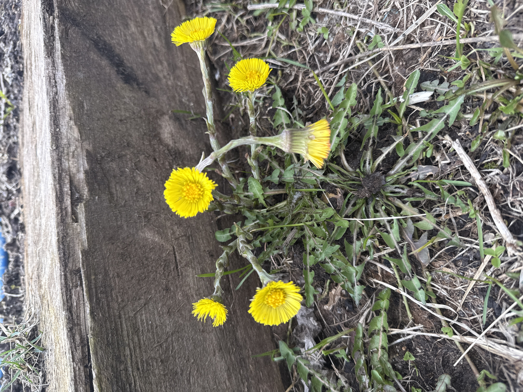 A cluster of bright yellow Coltsfoot flowers grows near a weathered wooden plank in Olkhovka, Russia. The flowers, in various stages of bloom, are surrounded by dry grass, dandelion-like leaves, and soil. The wooden plank is aged with visible grain and possible decay.