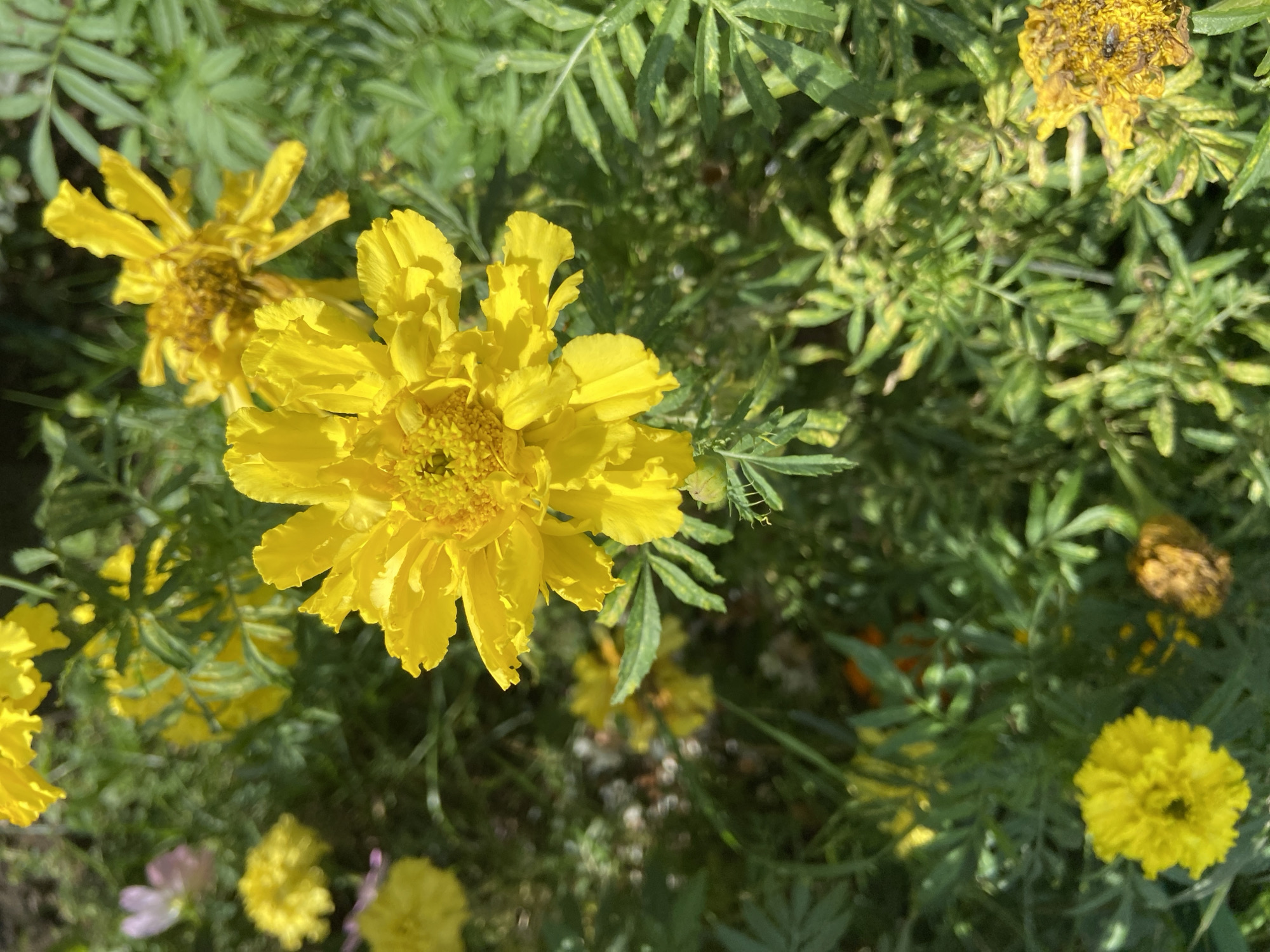 This is a close-up, overhead shot of a patch of yellow marigolds in Balashikha, Russia. The foreground is dominated by a large, vibrant yellow marigold flower with ruffled petals. Several other marigolds, some in full bloom and others appearing older or faded, are scattered throughout the frame, amidst lush green foliage. The lighting suggests it is a sunny day. There are no people or animals visible. The scene appears to be a garden or park setting.
