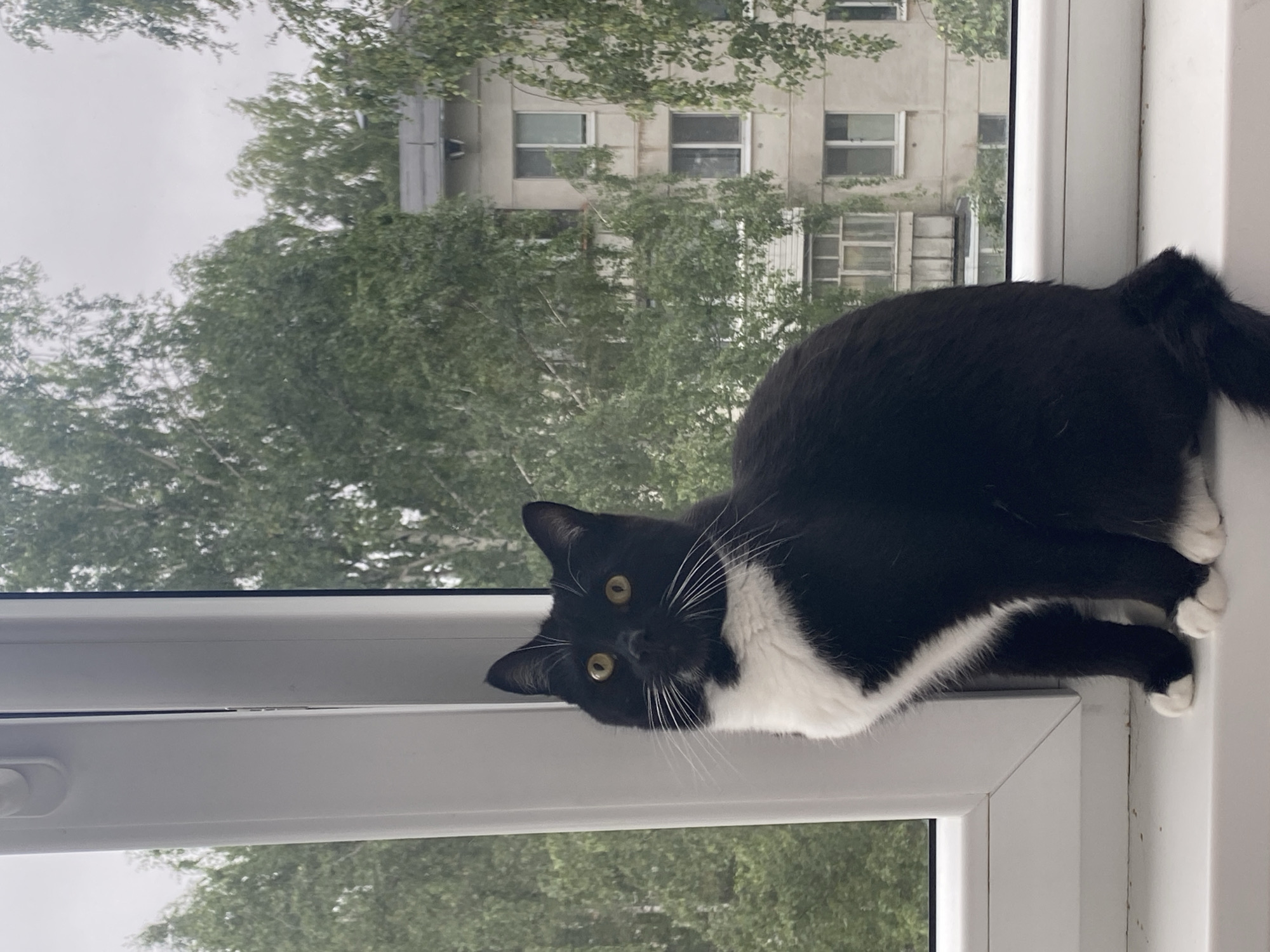 A black and white cat is sitting on a white windowsill, with its body facing the right and its head turned to the left, looking upwards. The cat has yellow eyes and white whiskers. Behind the cat, through a window, a leafy green deciduous tree is visible, partially obscuring a light-colored, multi-story apartment building. The building has several windows and balconies. The sky is overcast. The scene appears to be from an apartment in the city of Chaikovsky, Russia, given the architectural style of the building and the presence of birch trees, common in the region.